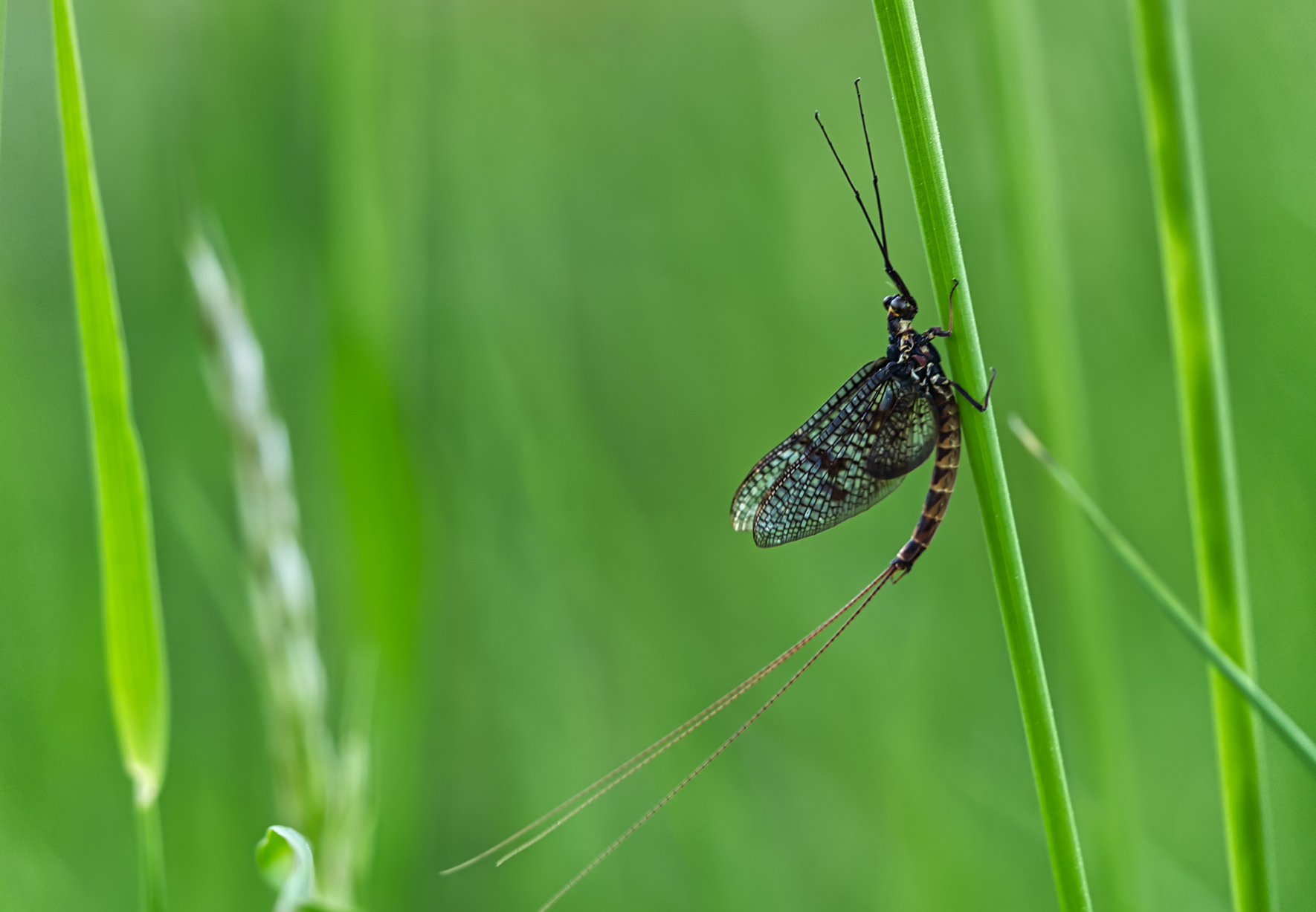 Braune Maifliege02 (Ephemera vulgata)