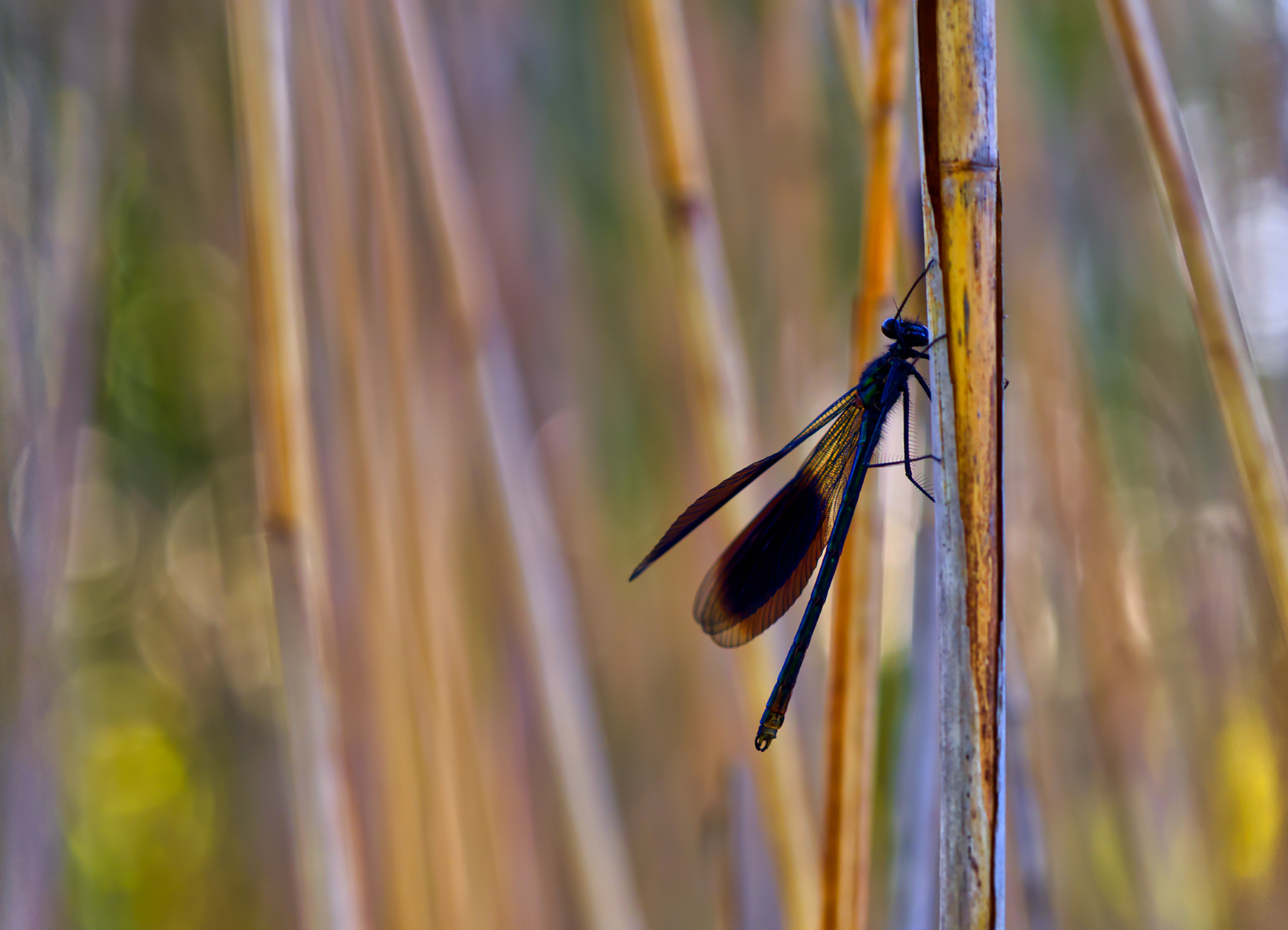 Gebänderte Prachtlibelle m.02 (Calopteryx splendens)