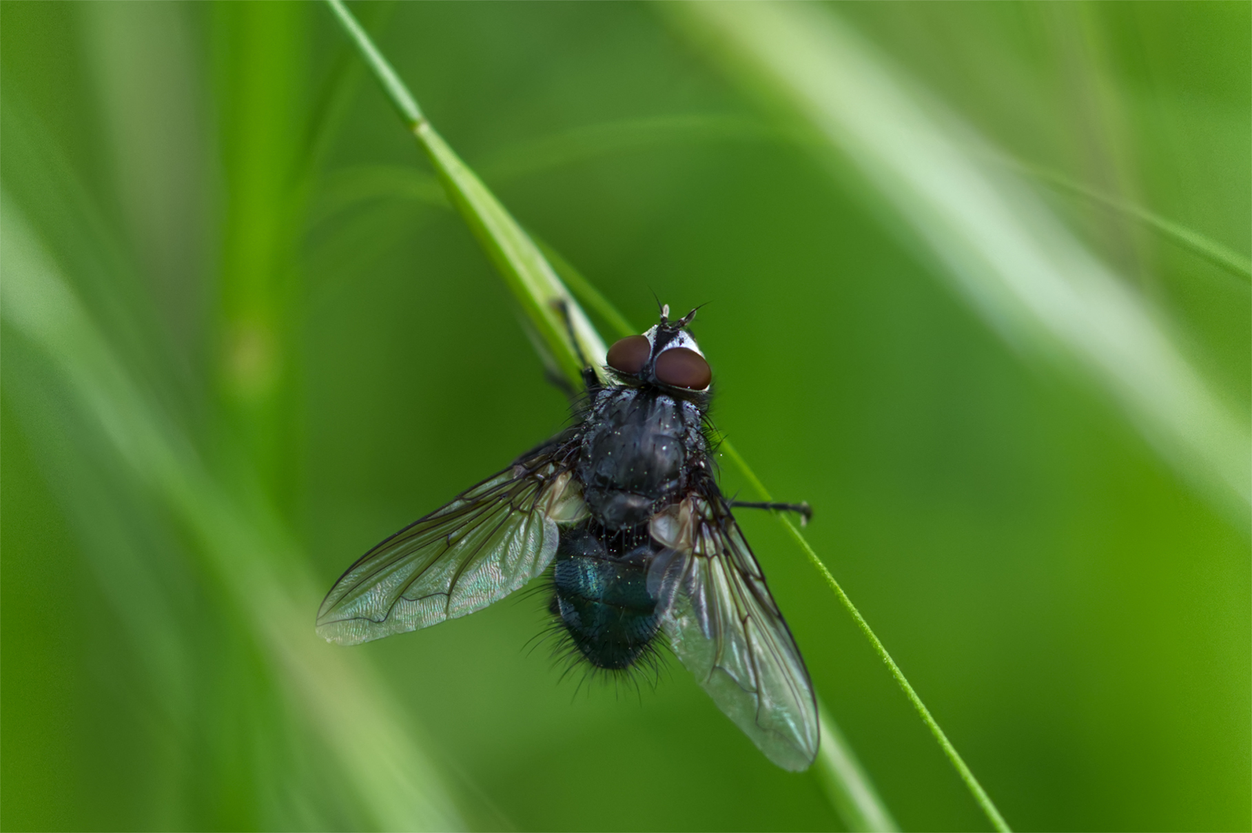 Totenfliege (Cynomya mortuorum)