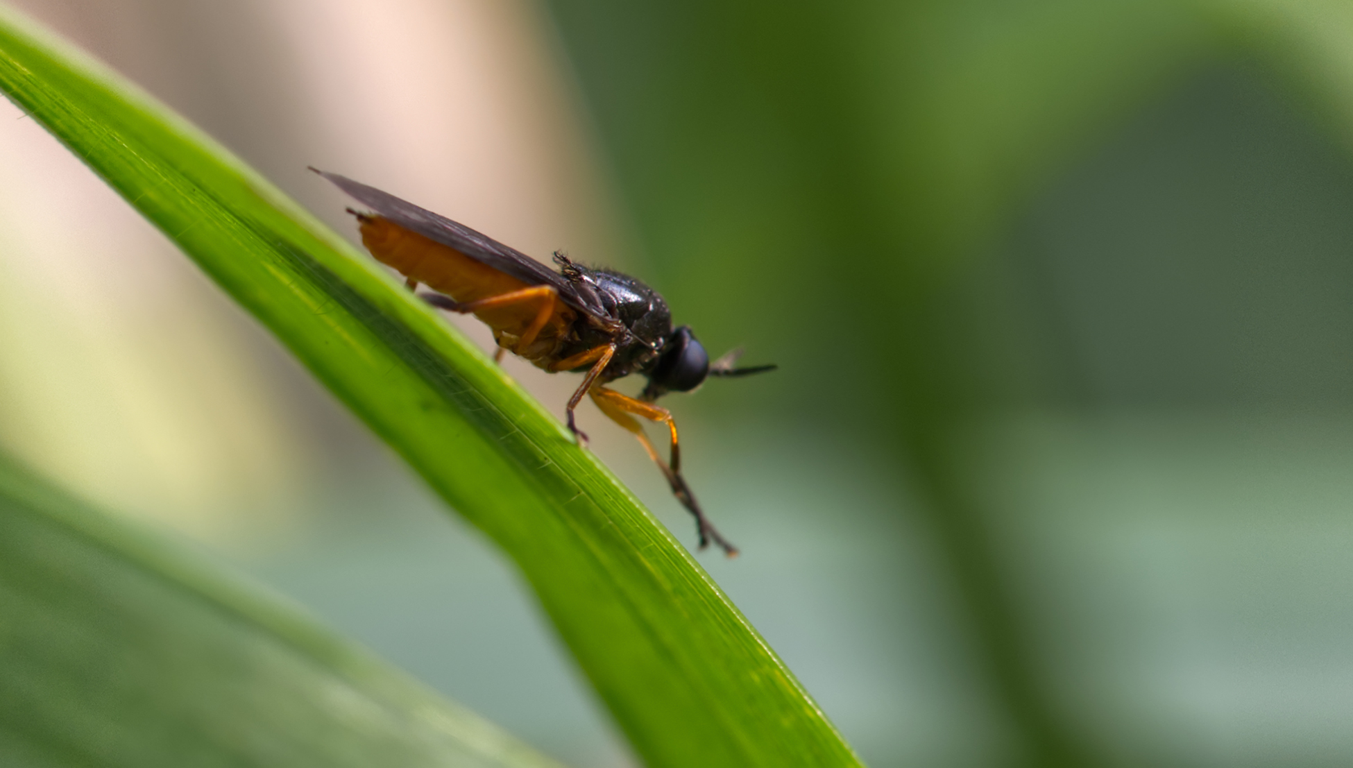 Waffenfliege (Beris clavipes)