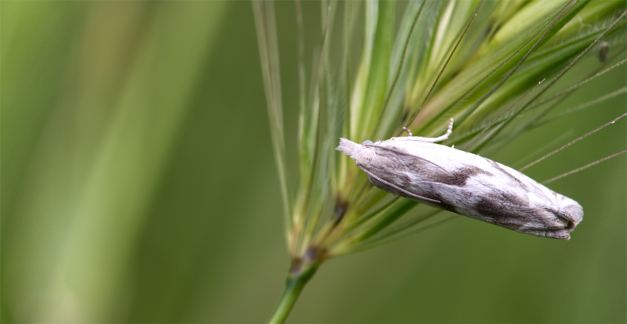 Wickler (Eucosma metzneriana)