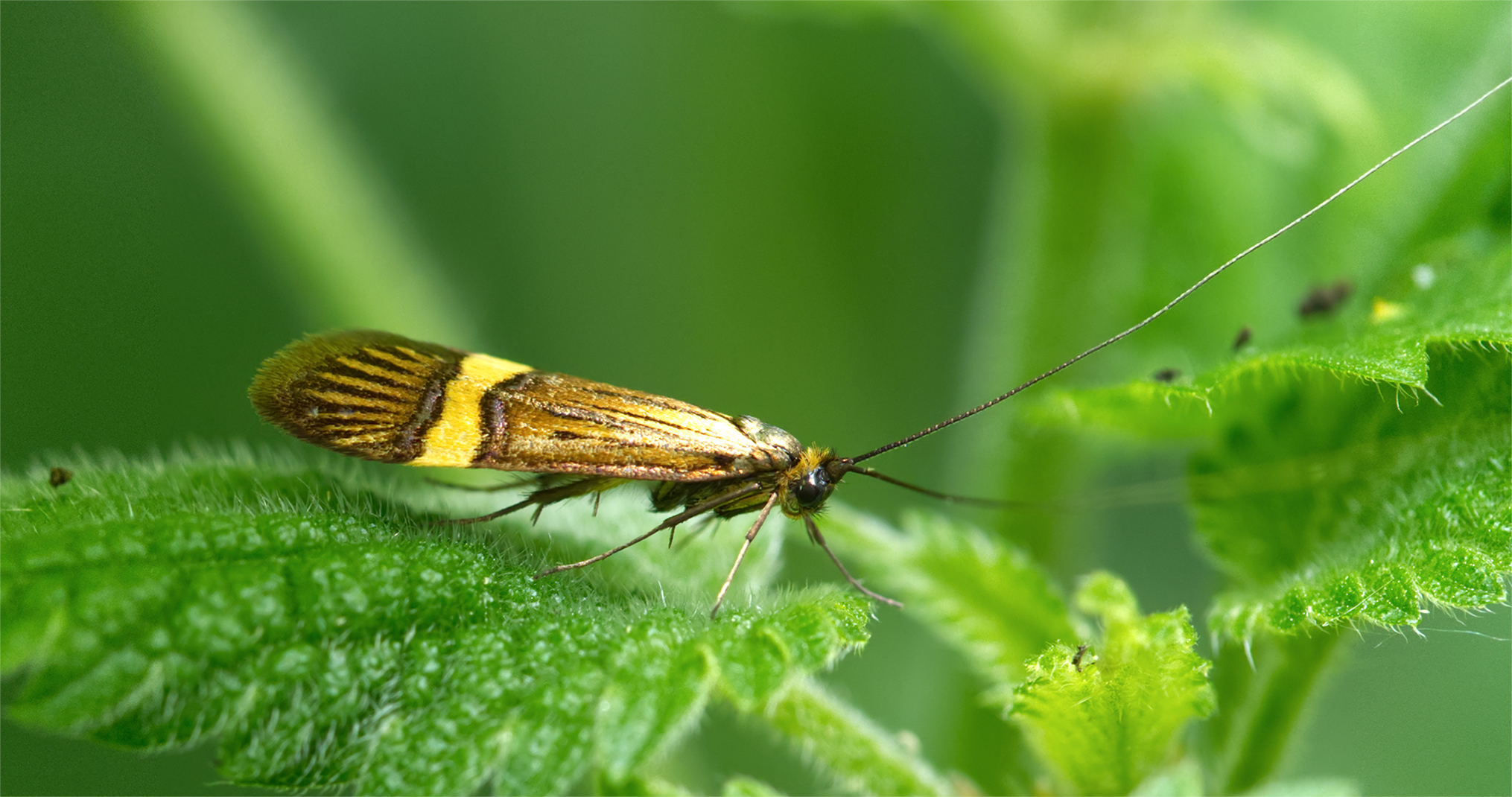 Scopolis Langhornfalter01 (Nemophora scopolii)