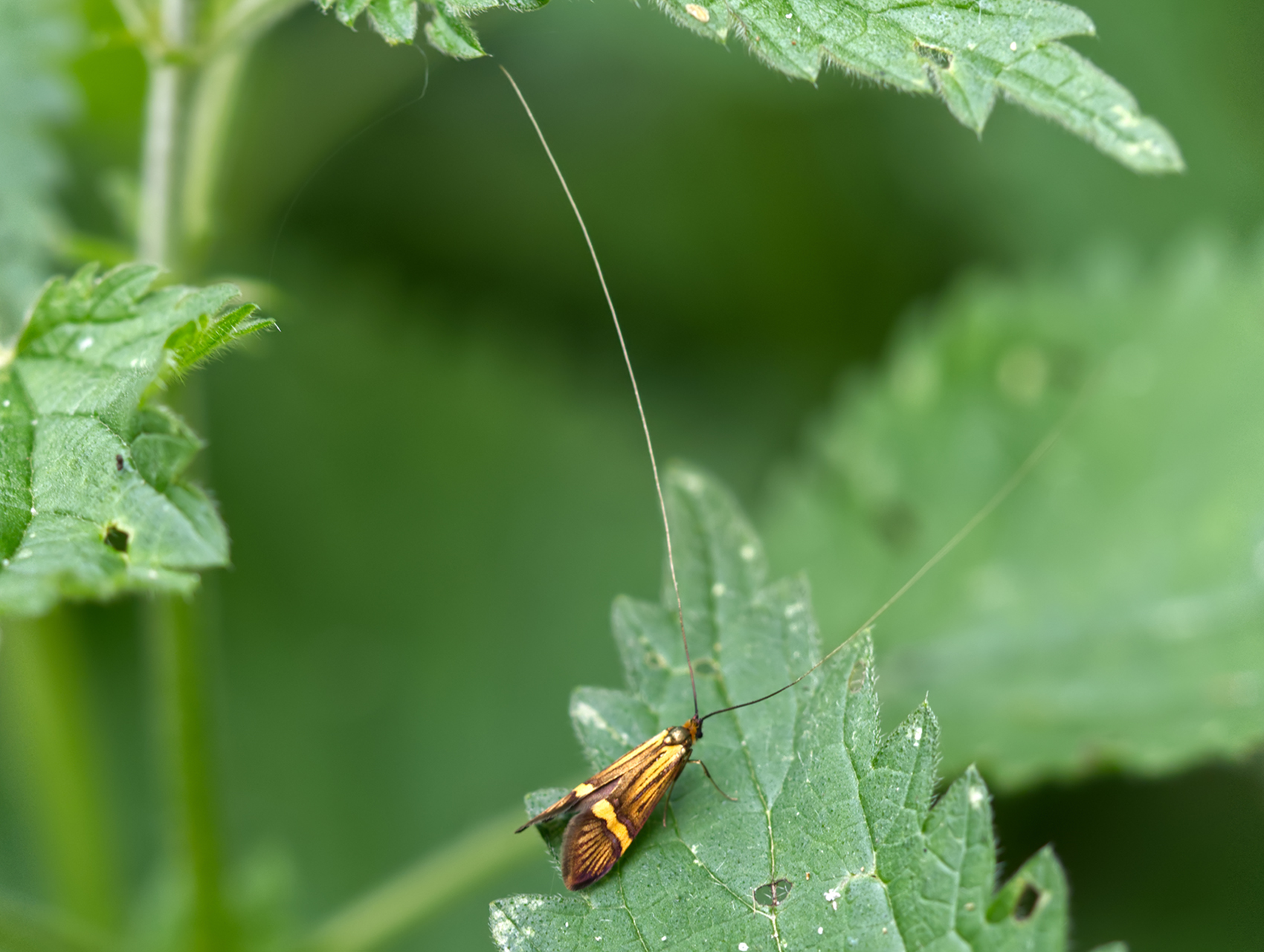 Scopolis Langhornfalter02 (Nemophora scopolii)