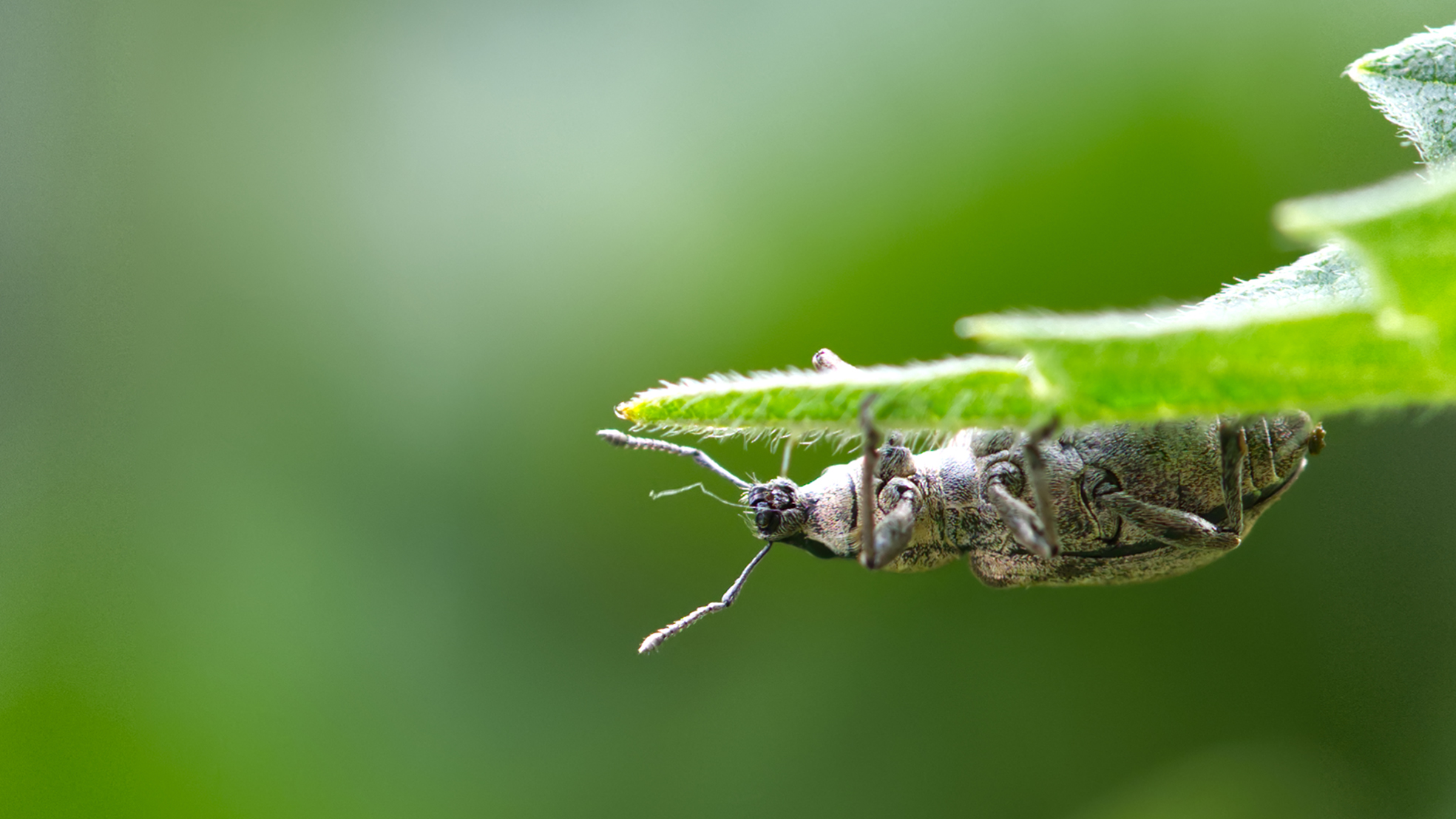 Birnen-Grünrüssler (Phyllobius pyri)