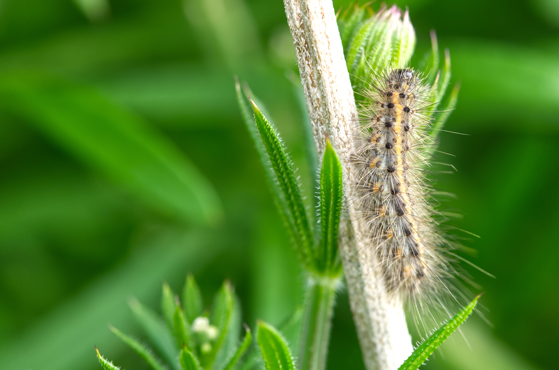 Zimtbär (Phragmatobia fuliginosa) Raupe