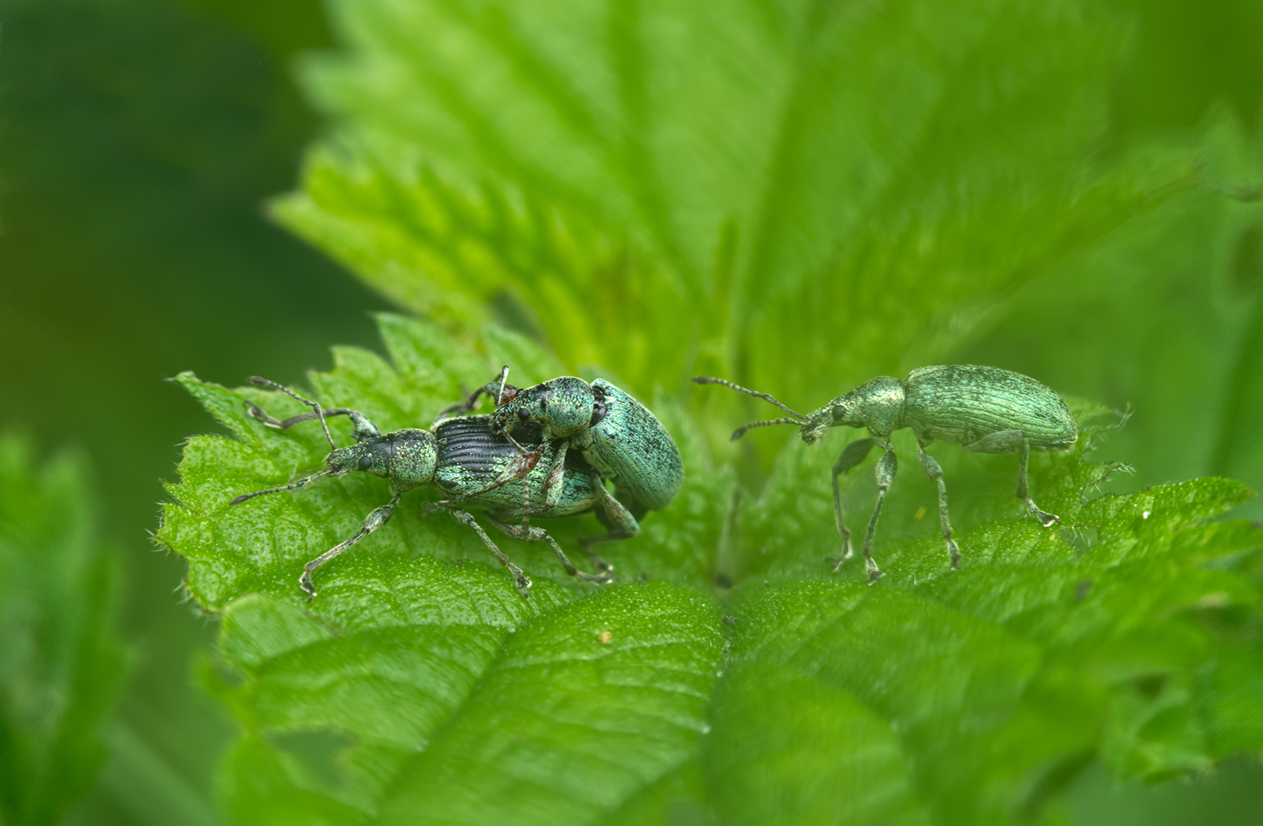 Nessel-Blattrüssler Paar (Phyllobius pomaceus)