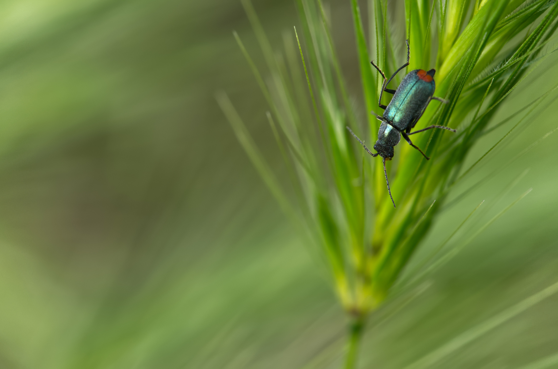 Zweifleckiger Zipfelkäfer (Malachius bipustulatus)