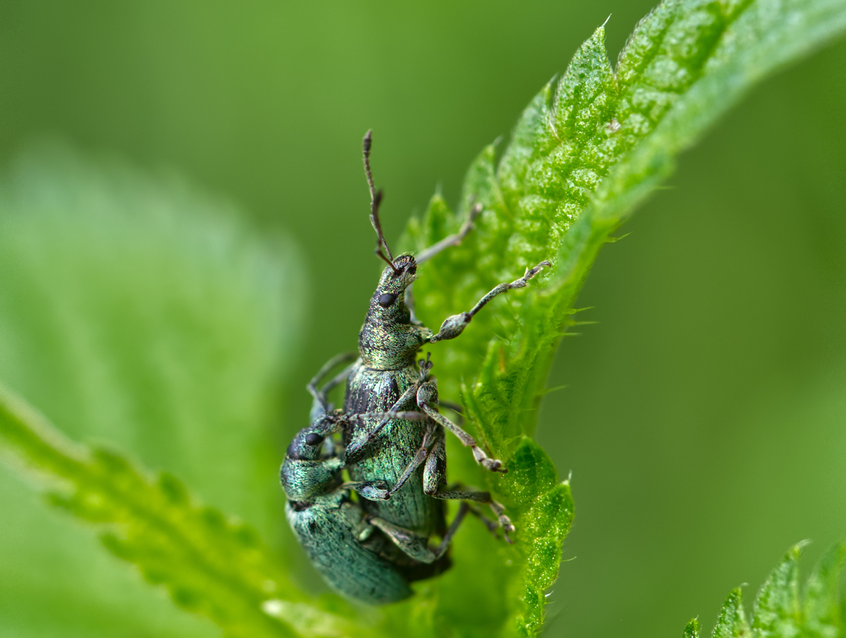 Nessel-Blattrüssler Paar01 (Phyllobius pomaceus)