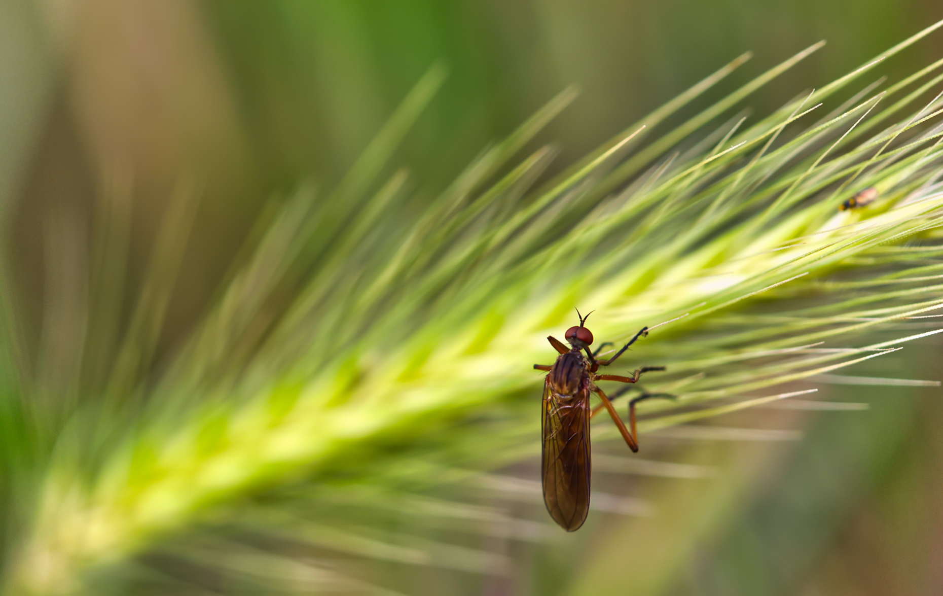 Helle Tanzfliege03 (Empis livida)