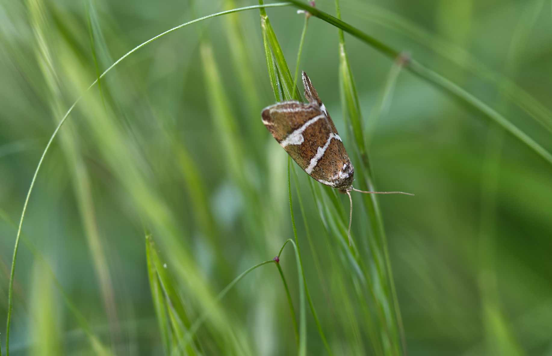 Silbereulchen (Deltote bankiana)