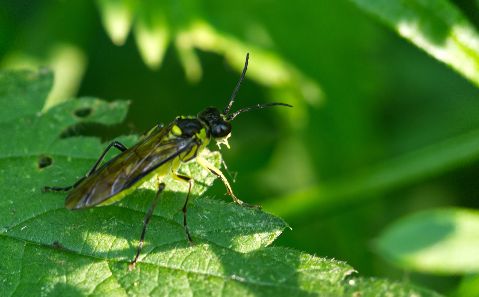 Grünschwarze Blattwespe (Tenthredo mesomela)