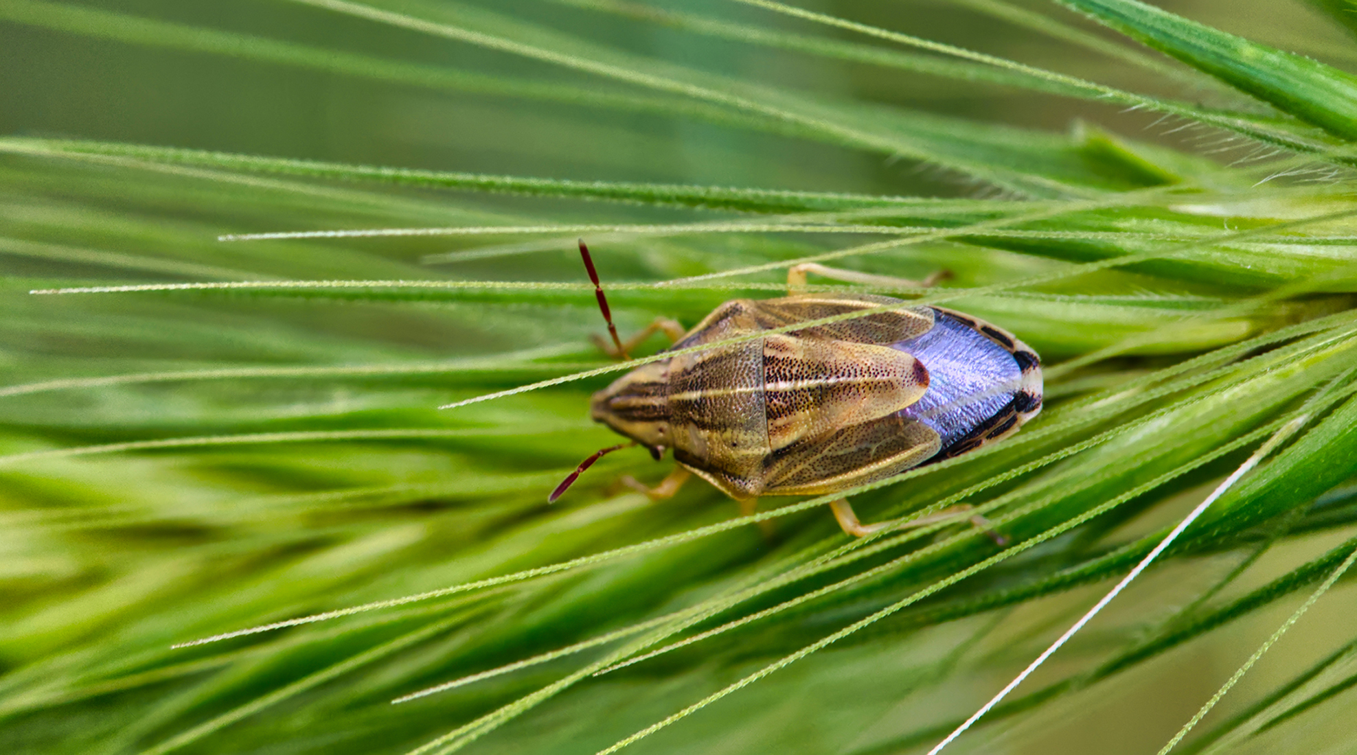 Getreidewanze (Aelia acuminata)