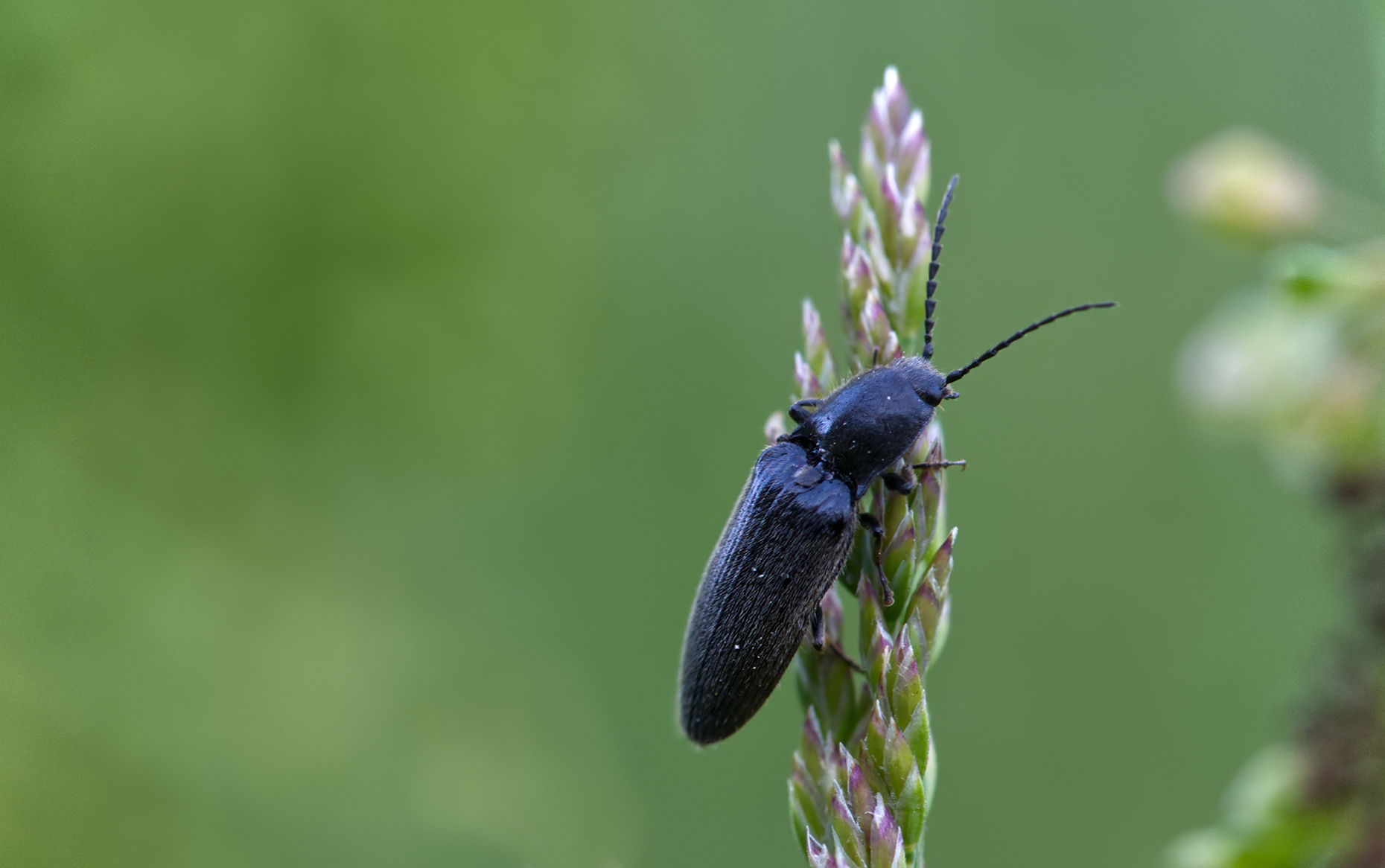 Schwarzer Zwerg-Schnellkäfer (Kibunea minutus)