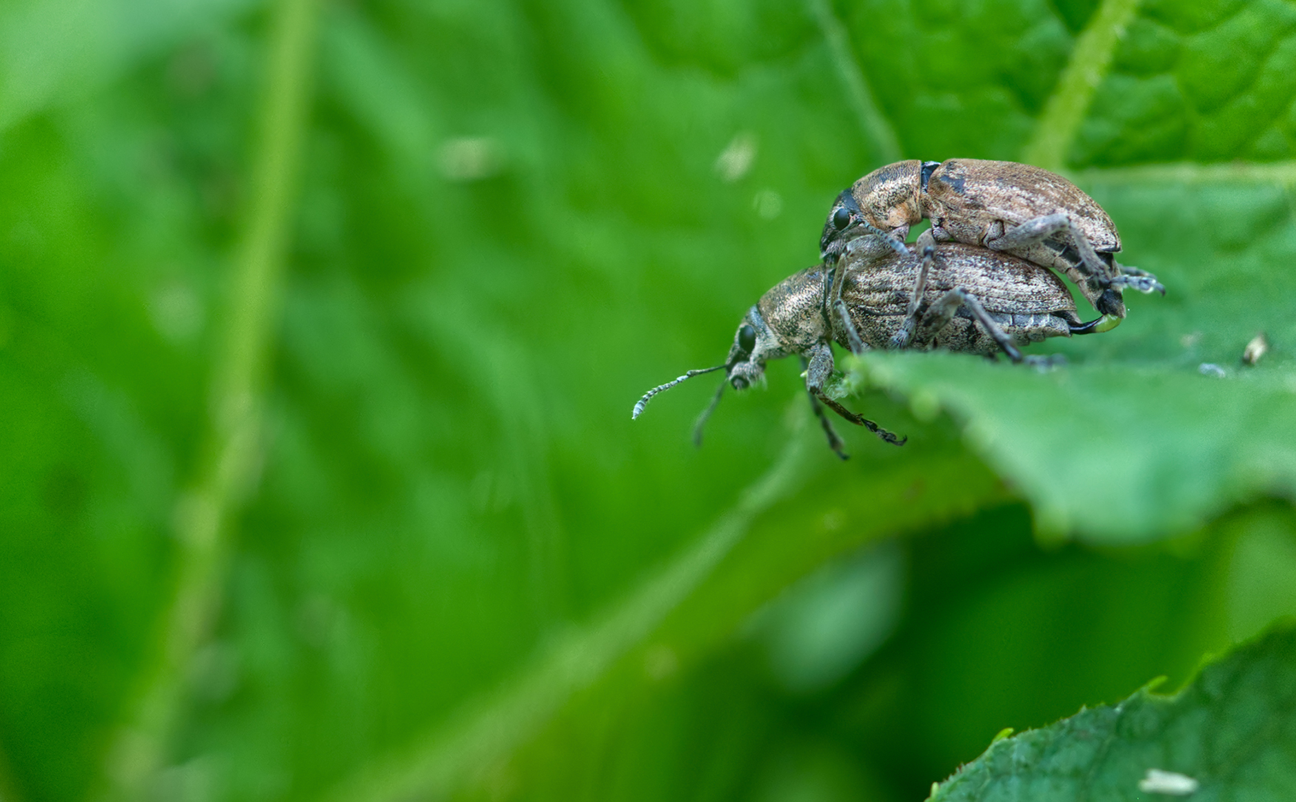 Braungrauer Glanzrüssler (Polydrusus cervinus)