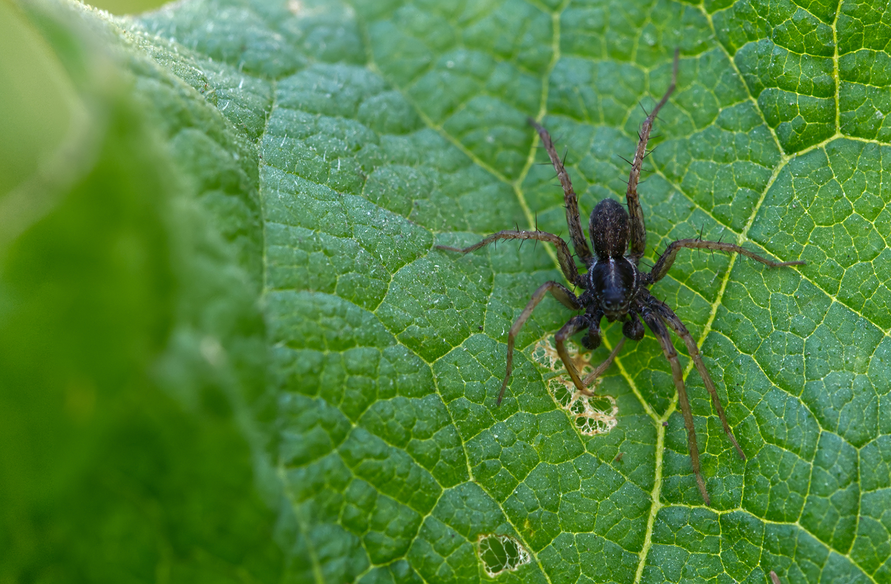 Umherstreifende Wolfspinne02 (Pardosa prativaga)