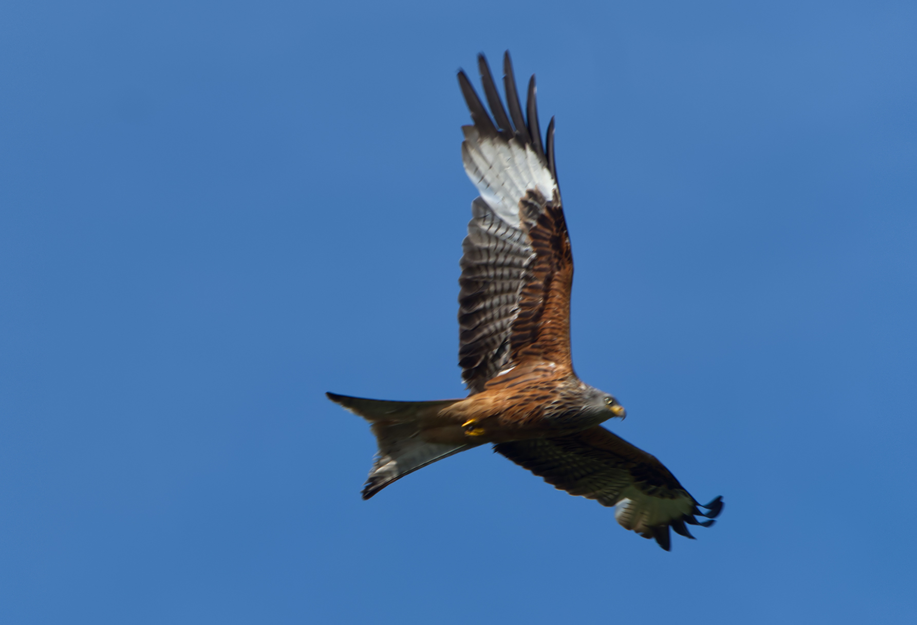 Roter Milan (Milvus milvus)
