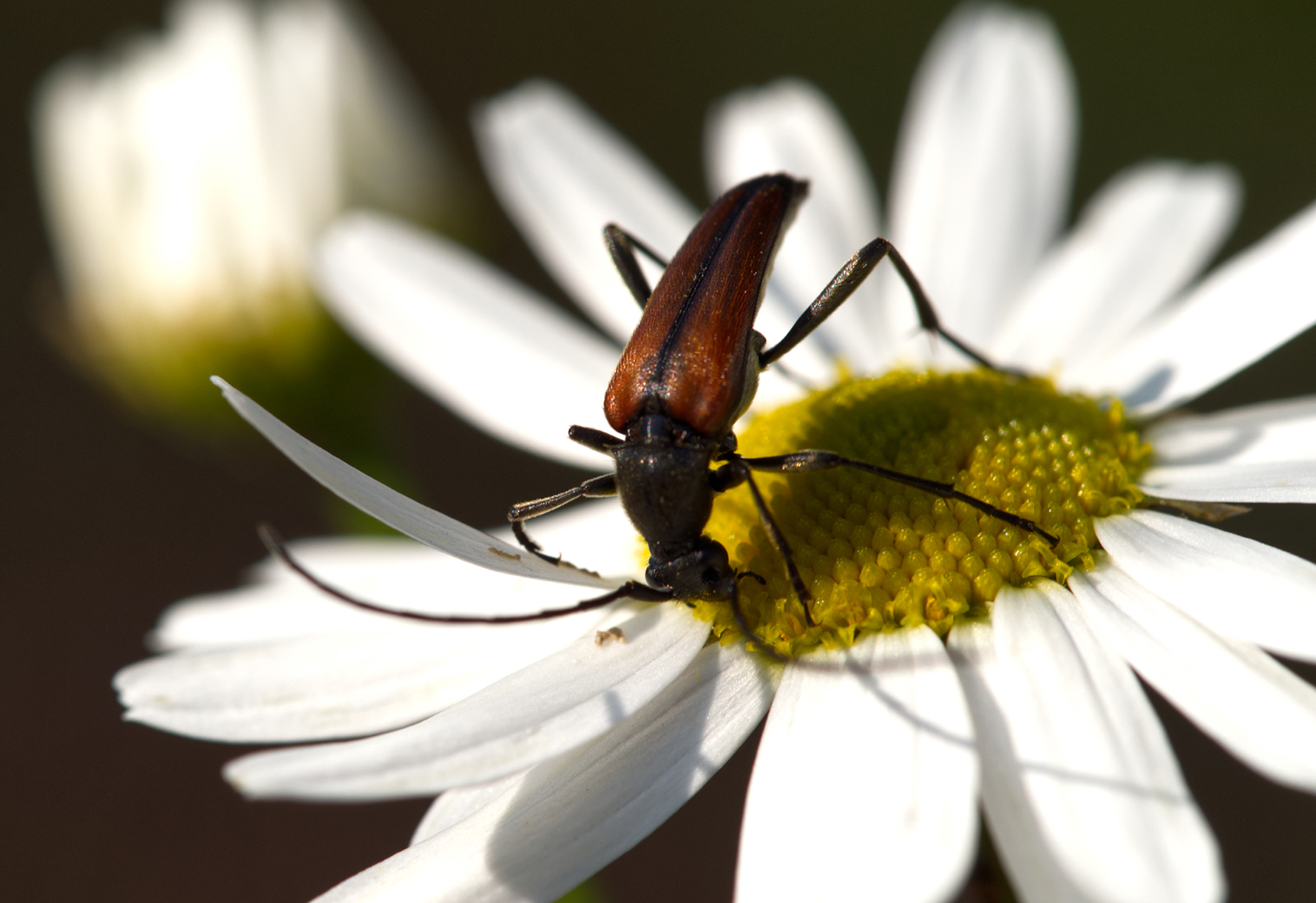 Bleicher Fliegenkäfer (Rhagonycha lignosa)