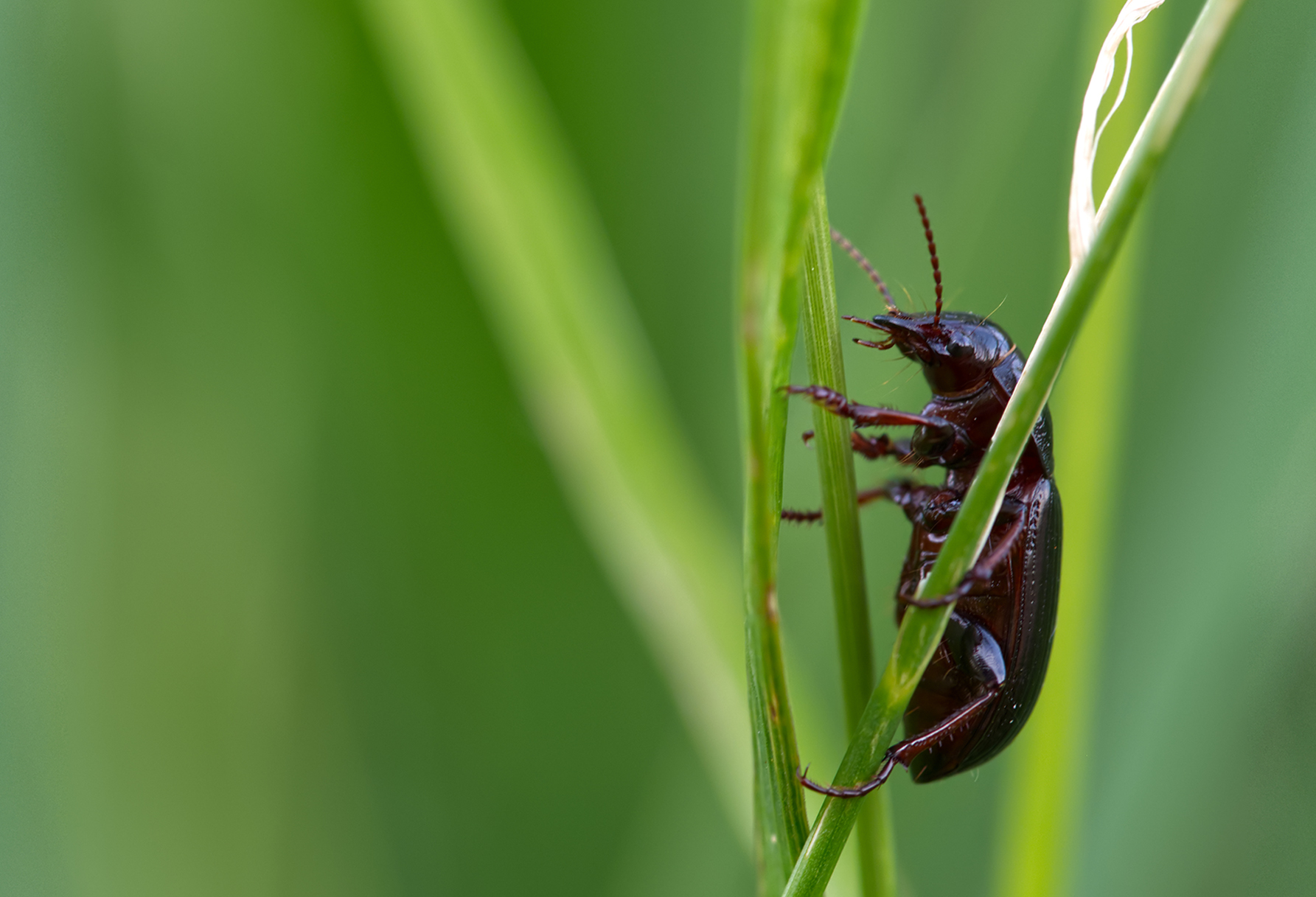 Braunfüssiger Kanalläufer (Amara fulvipes)