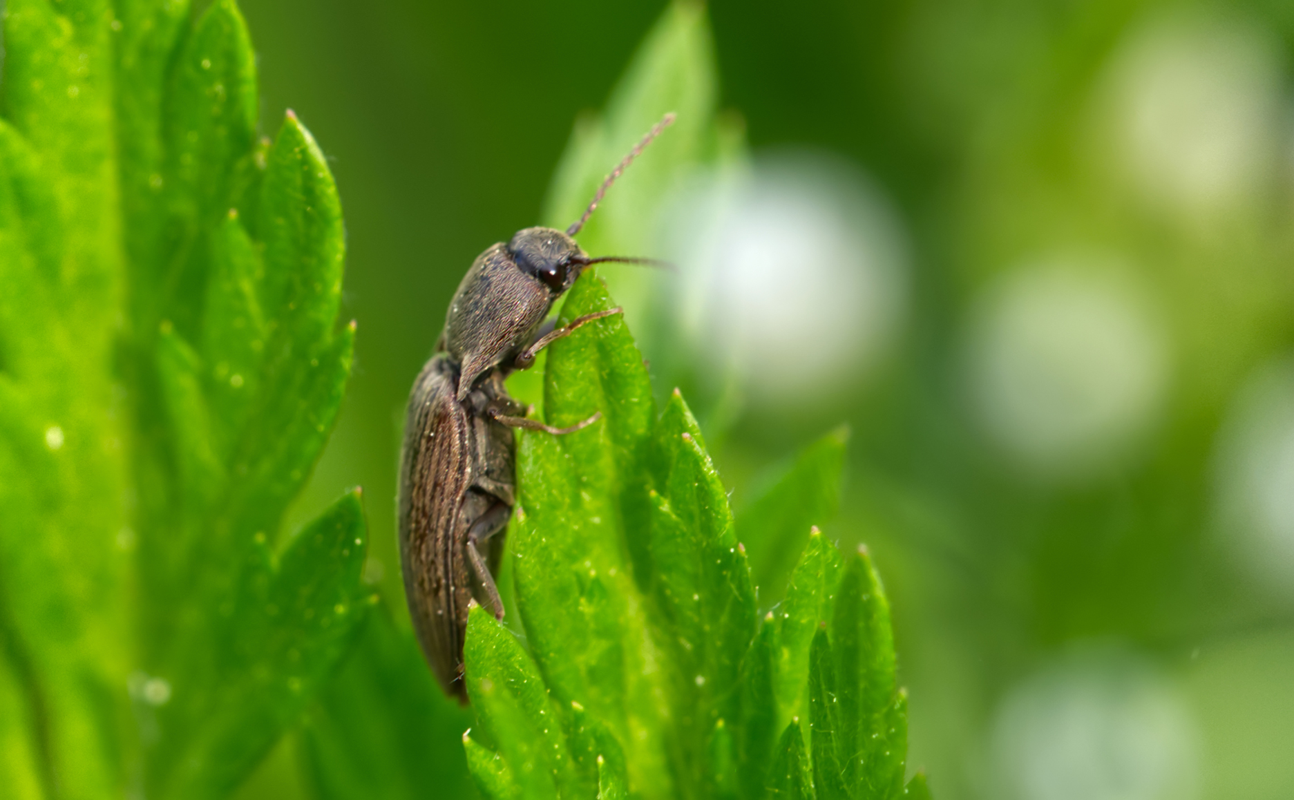 Düsterer Humusschnellkäfer (Agriotes obscurus)