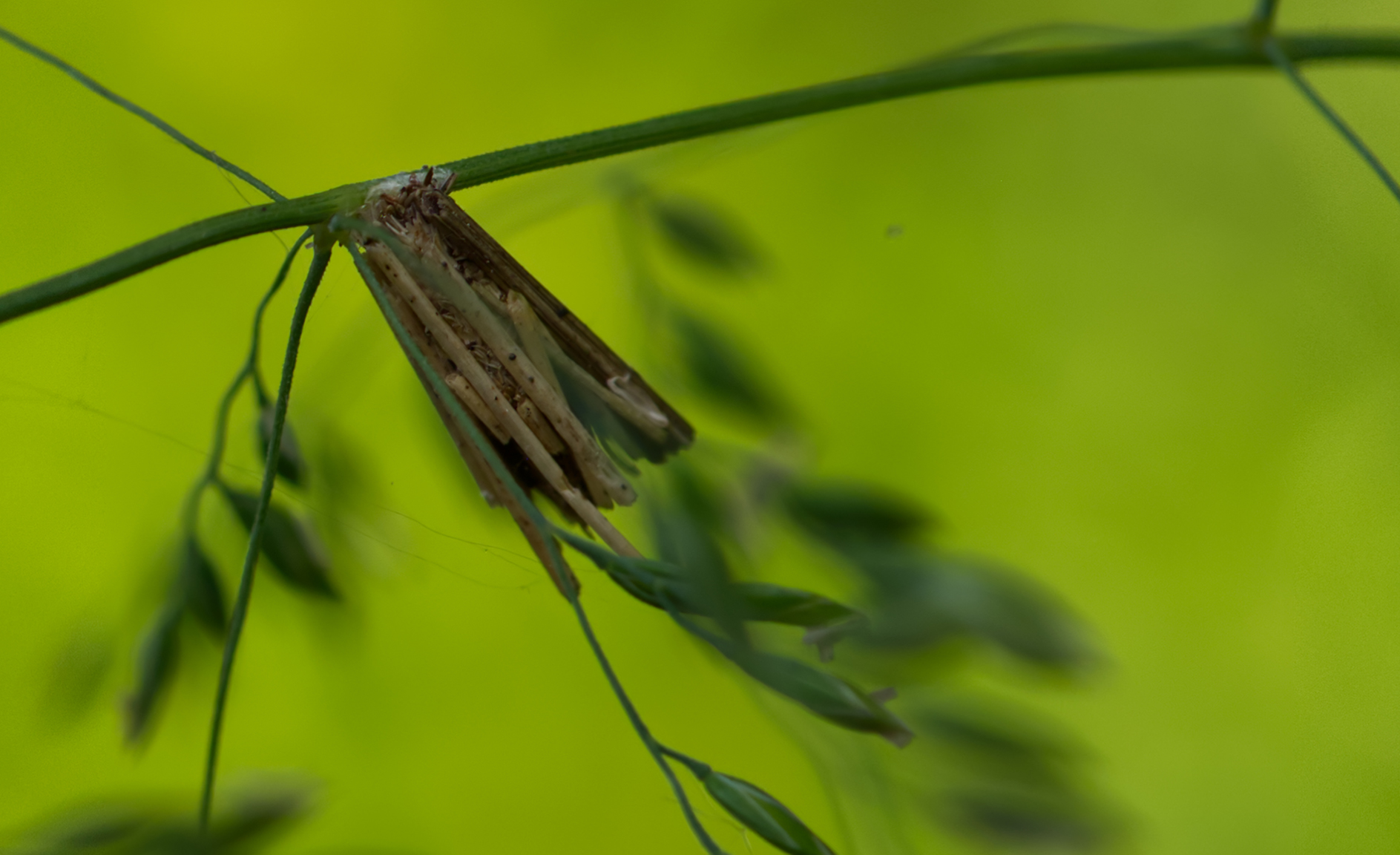 Köcher des kleinen Rauch-Sackträgers (Psyche casta)