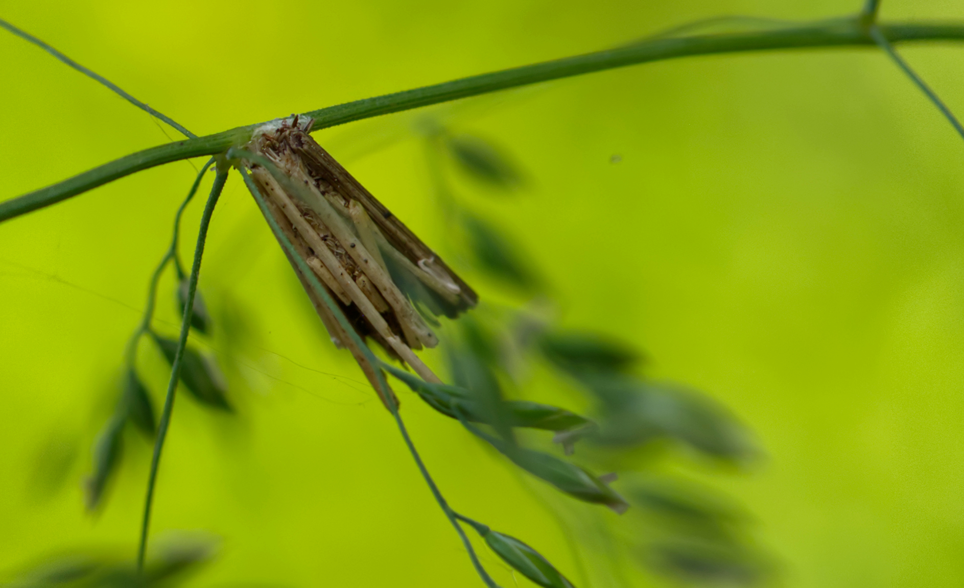 Köcher des kleinen Rauch-Sackträgers (Psyche casta)