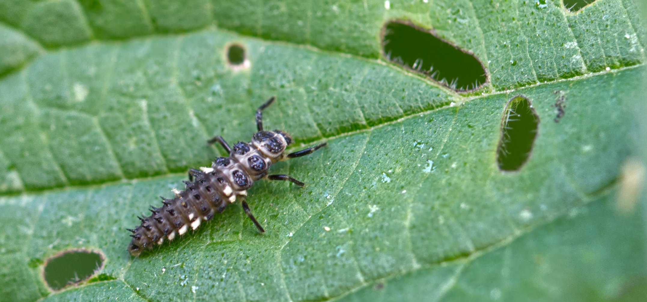 Vierzehnpunkt-Marienkäfer (Propylea quatuordecimpunctata)