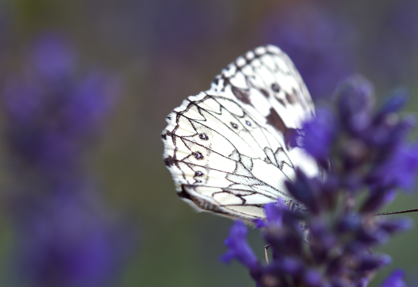 Schachbrettfalter (Melanargia galathea) auf Lavendel