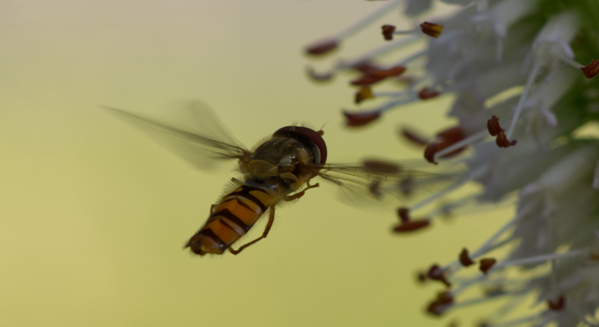 Hainschwebfliege im Flug (Episyrphus balteatus)