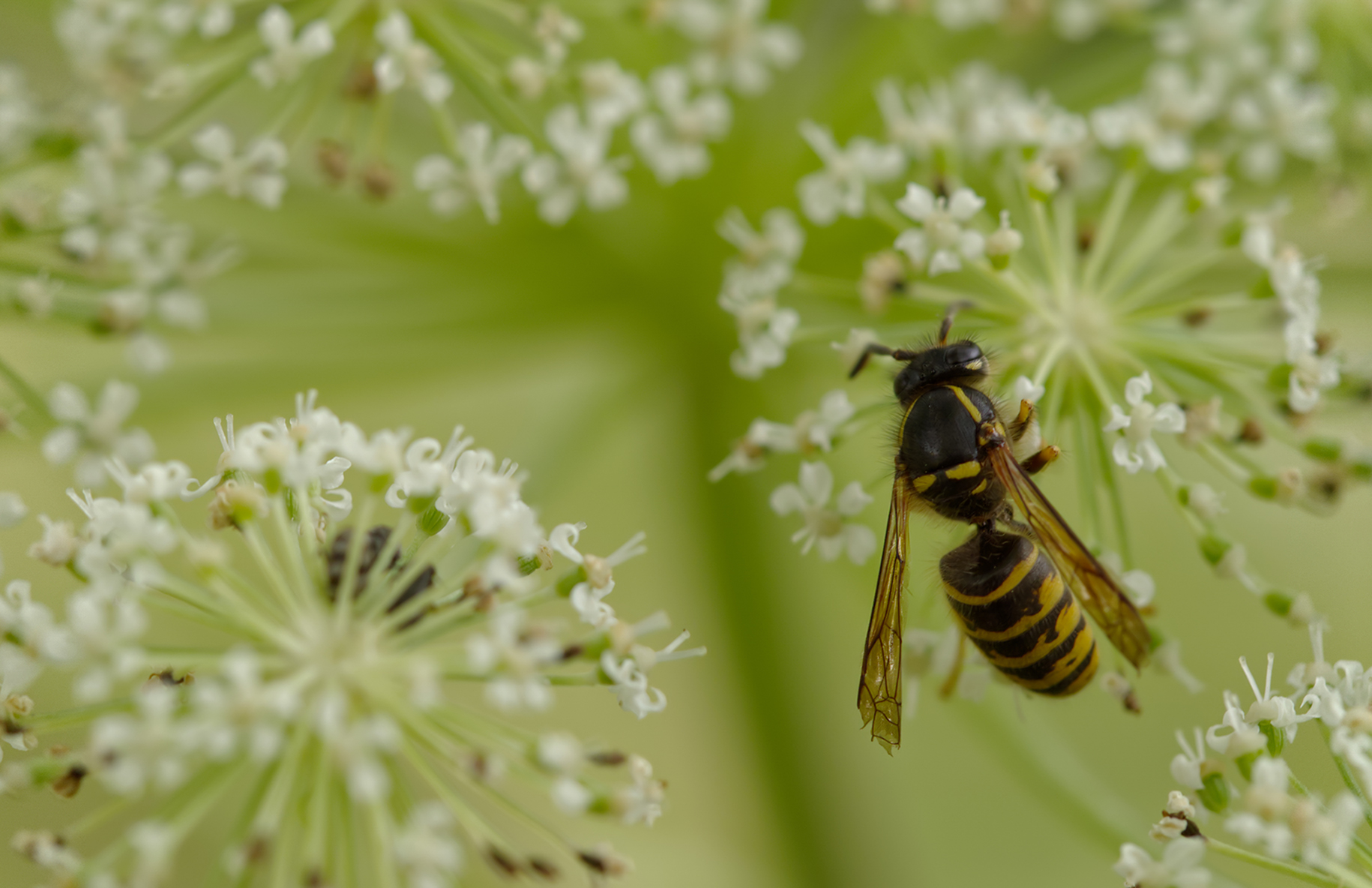 Sächsische Wespe (Dolichovespula saxonica)