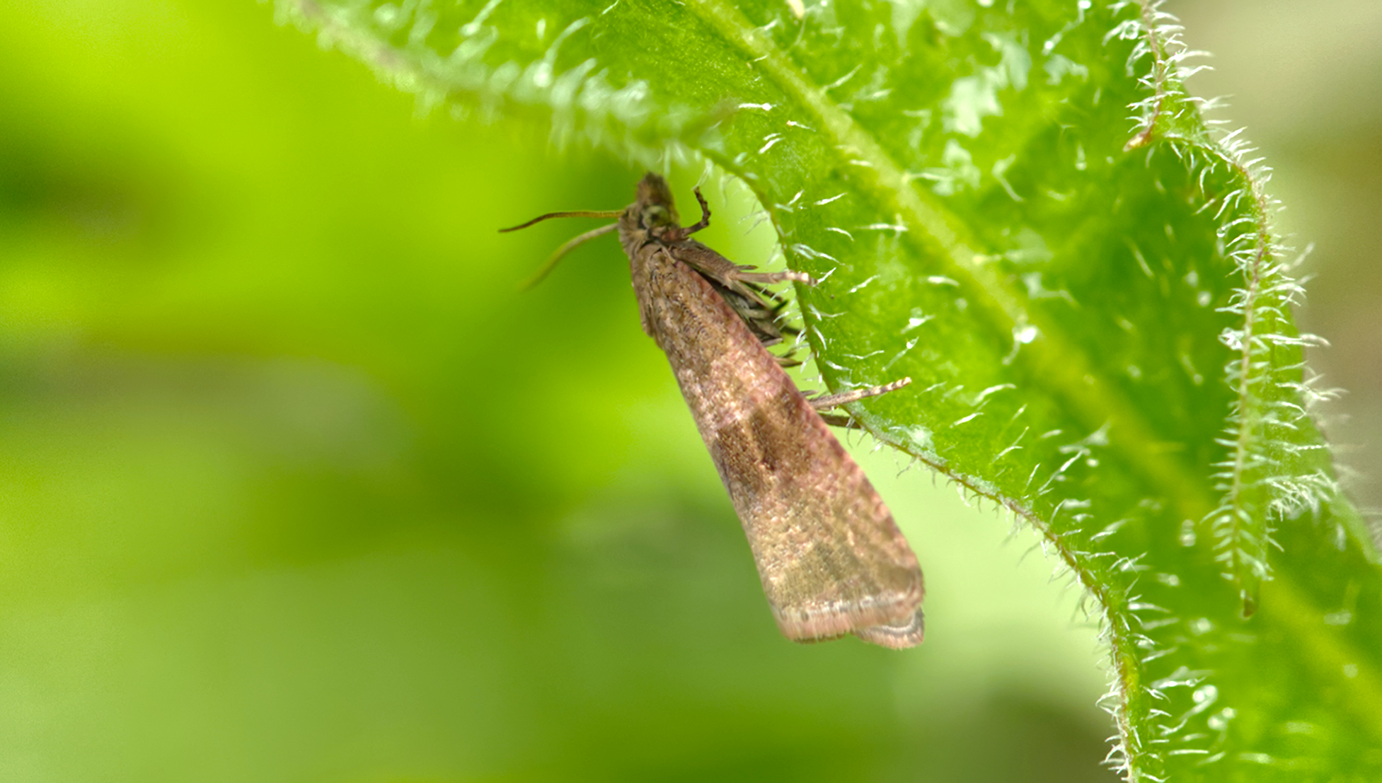 Wickler (Celypha striana)