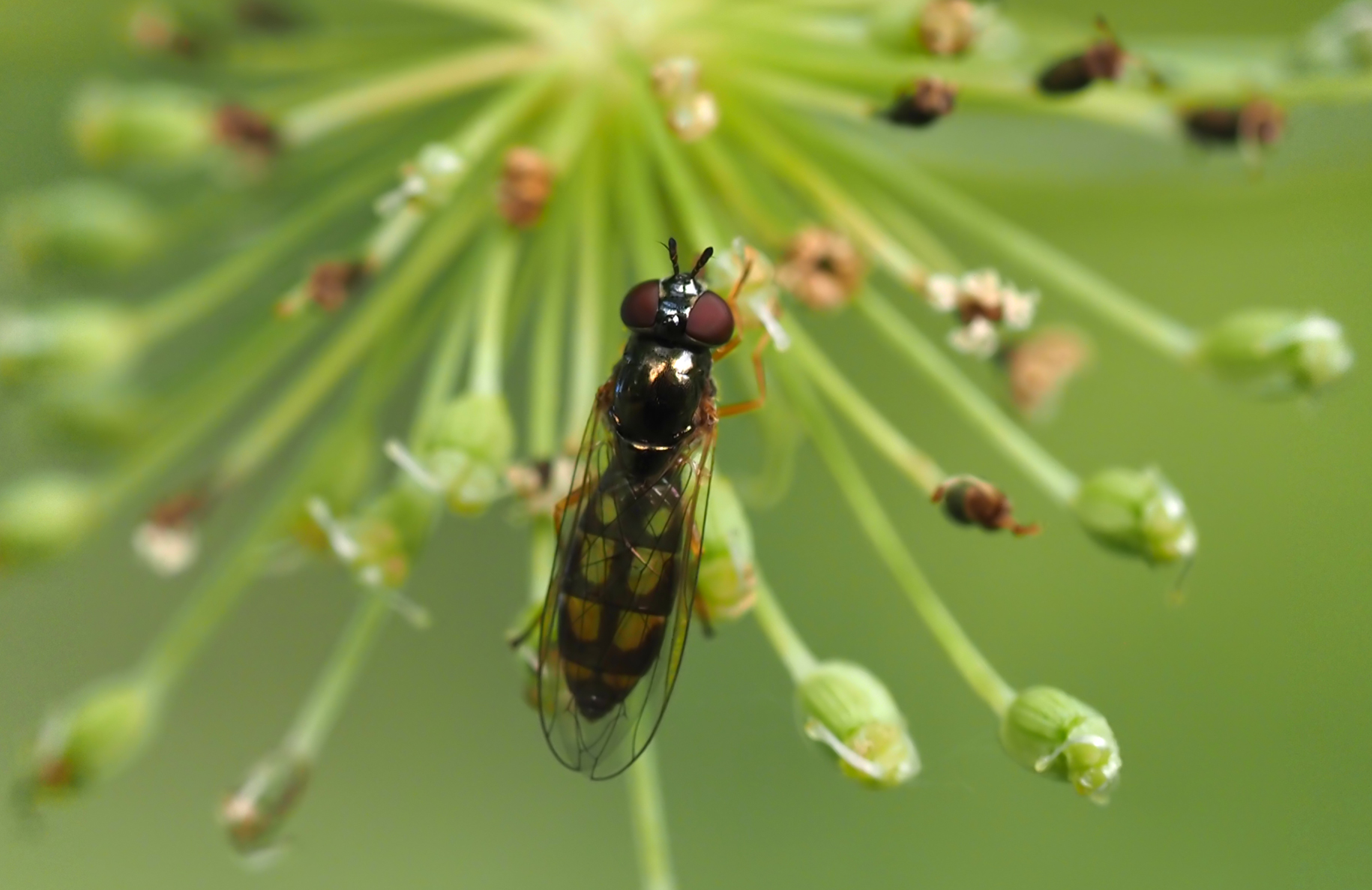 Matte Schwarzkopf-Schwebfliege (Melanostoma scalare)