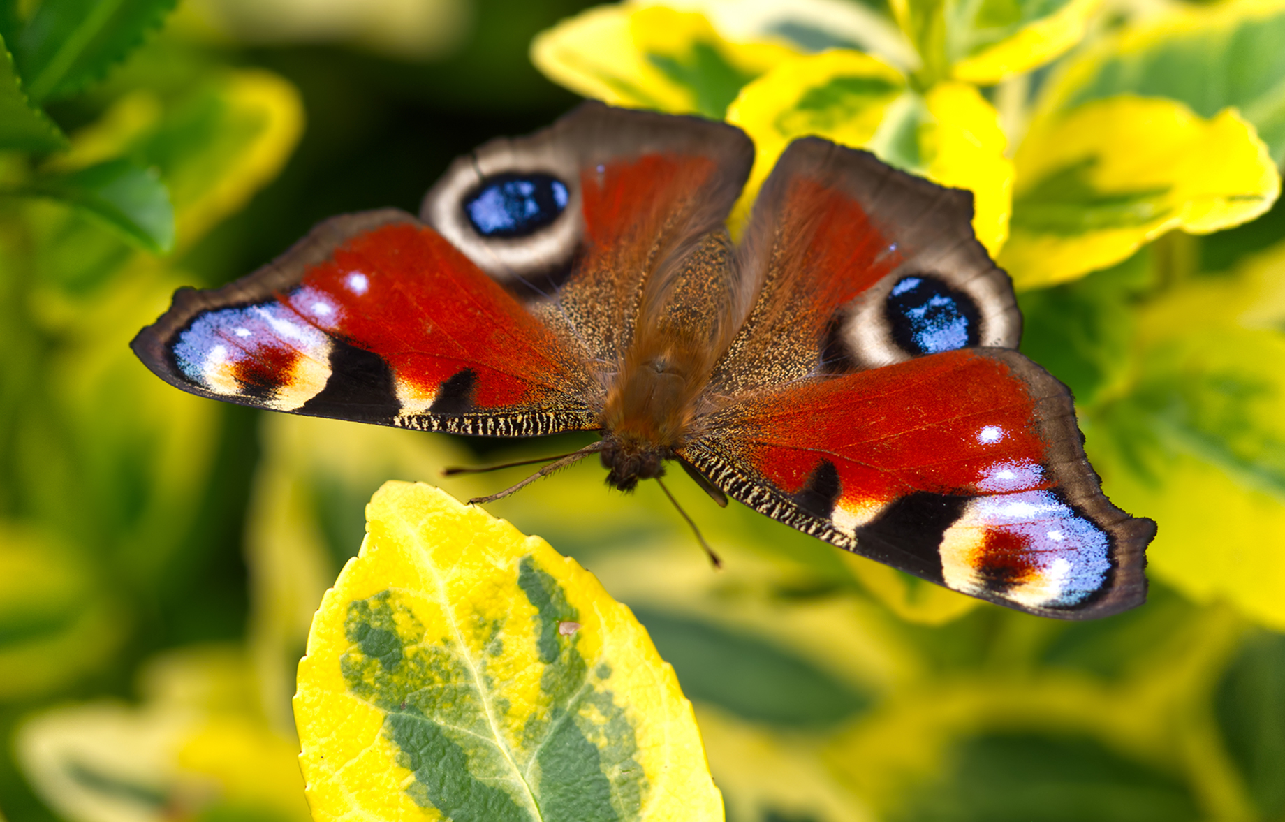 Tagpfauenauge02 (Aglais io)