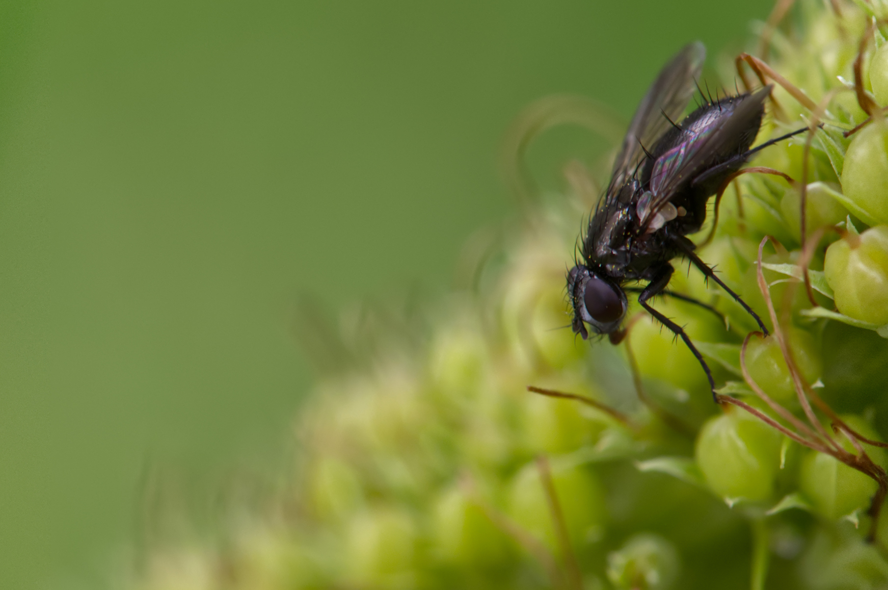 Asselfliege (Stevenia sp.)