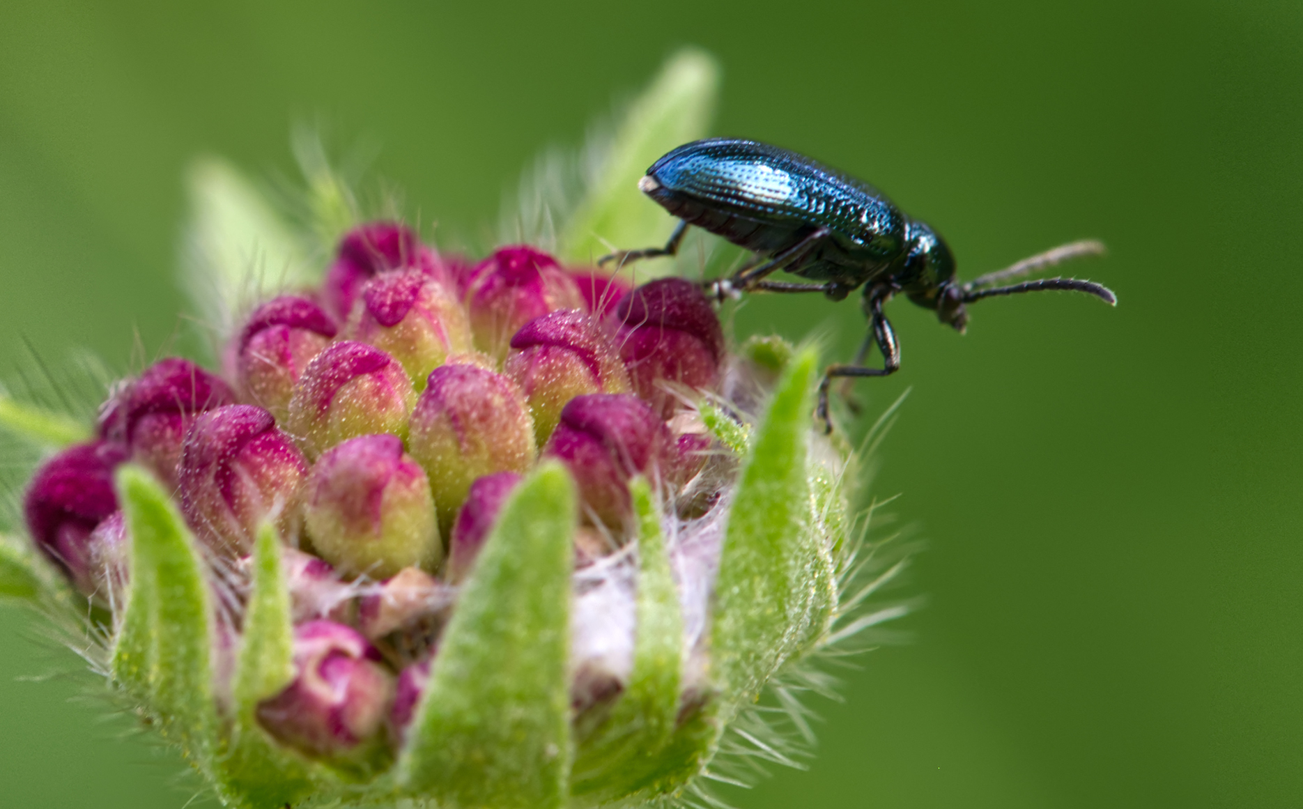 Himmelblauer Blattkäfer (Chrysolina coerulans)