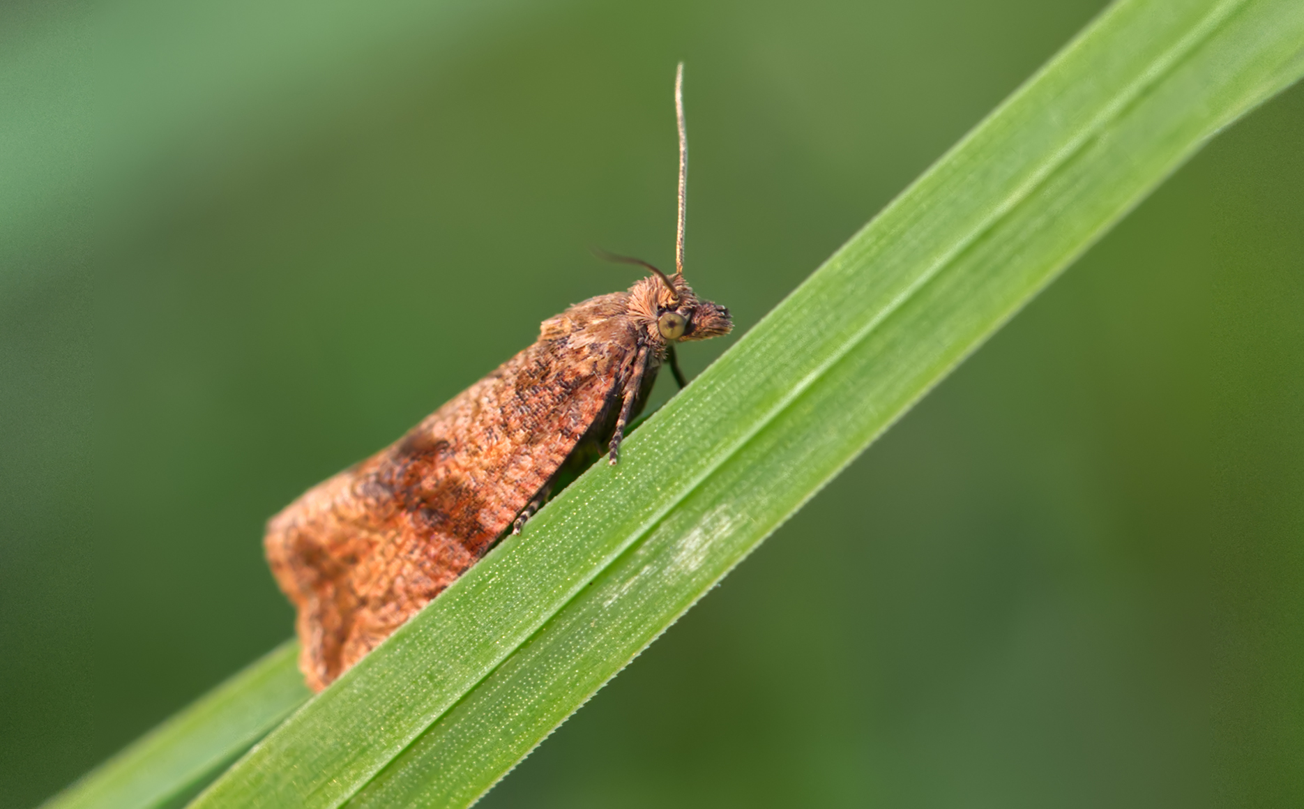Wickler (Acleris notana)