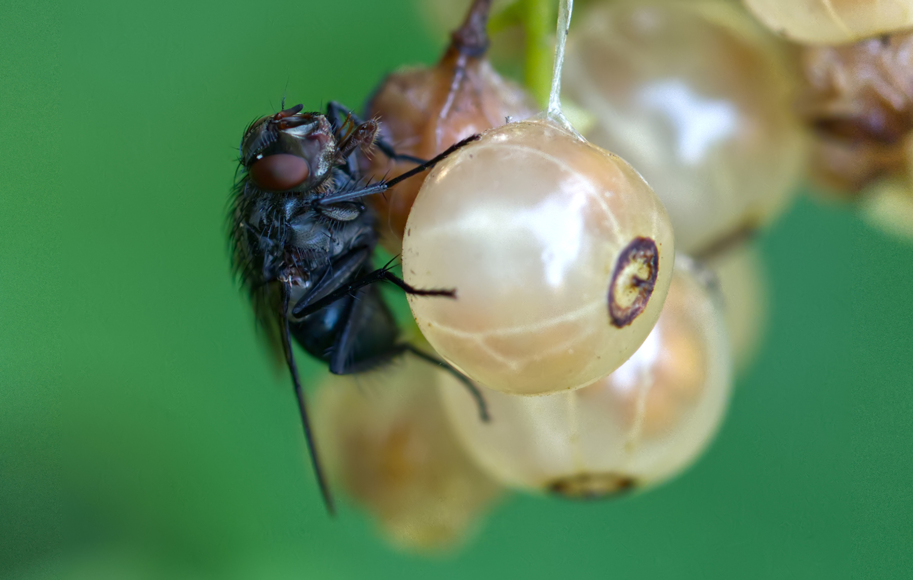 Schmeißfliege (Melinda viridicyanea)