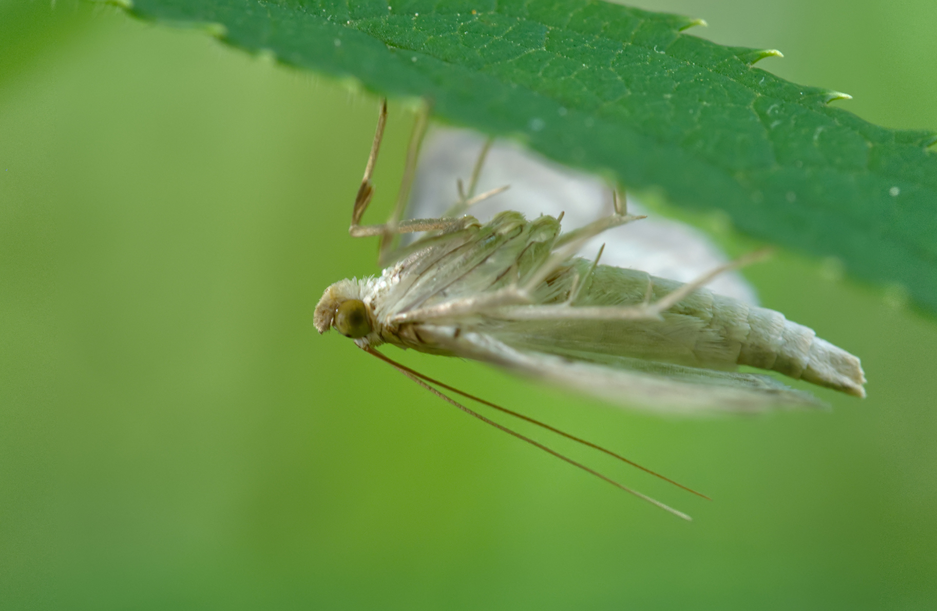 Nesselzünsler (Patania ruralis)