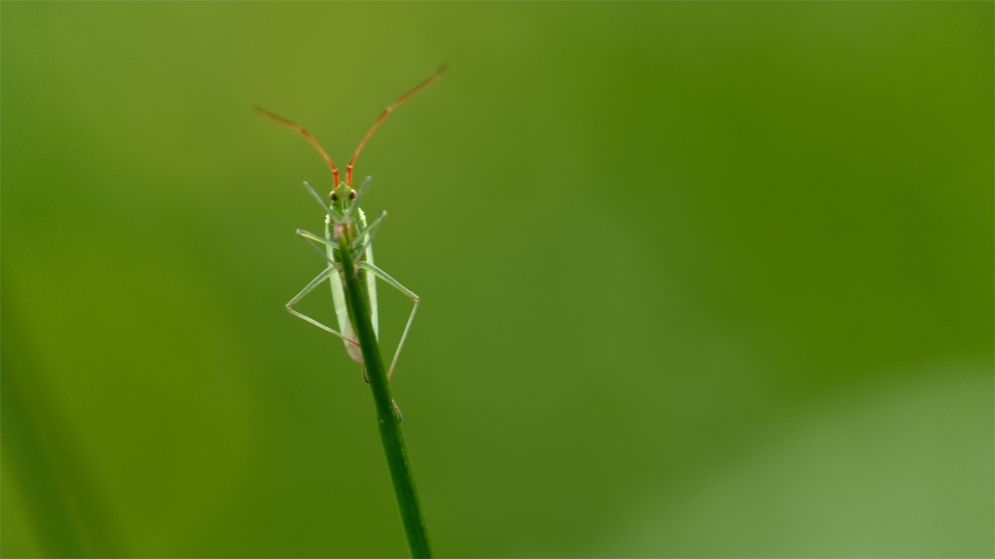 Weichwanze (Trigonotylus caelestialium)