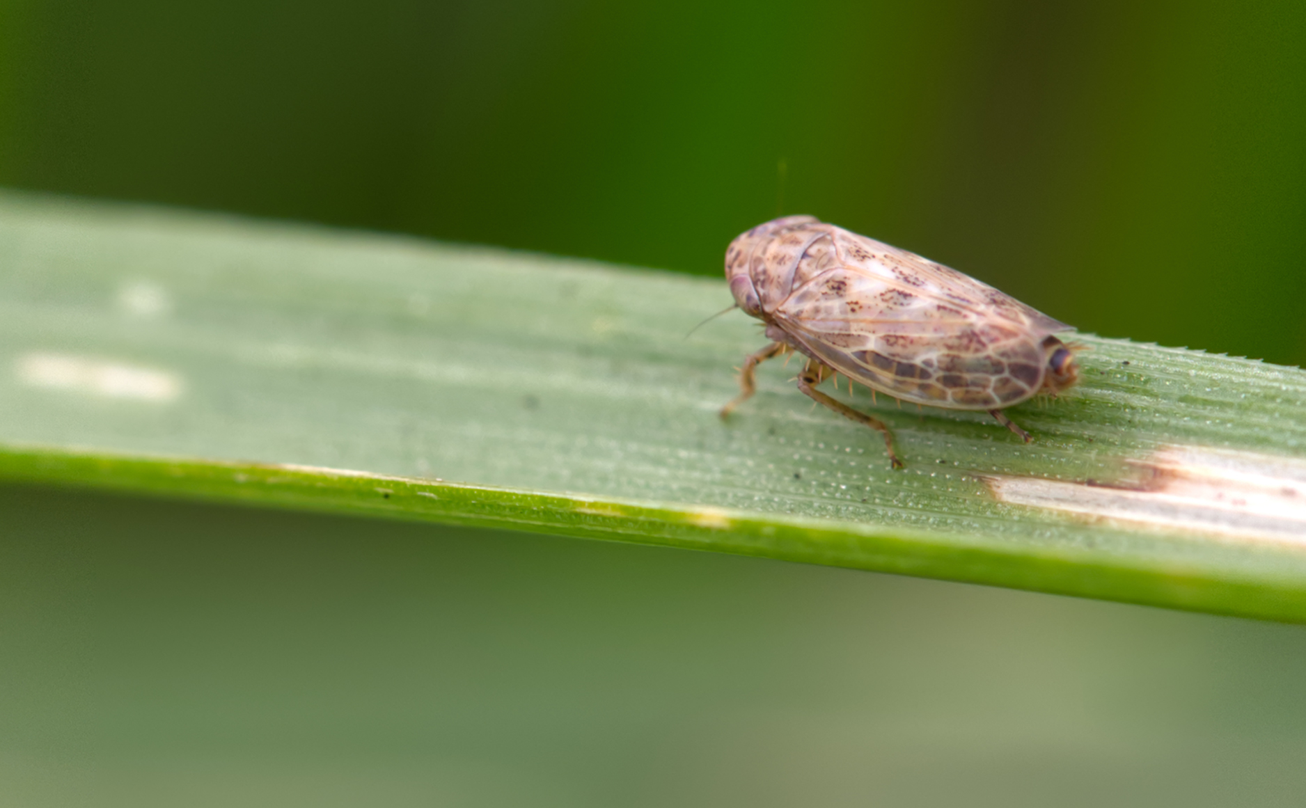 Wiesenkleezirpe (Euscelis incisus)