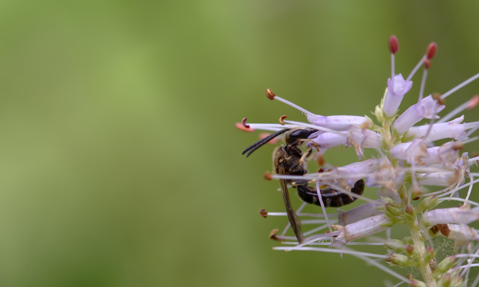 Gemeine Furchenbiene02 (Lasioglossum calceatum)