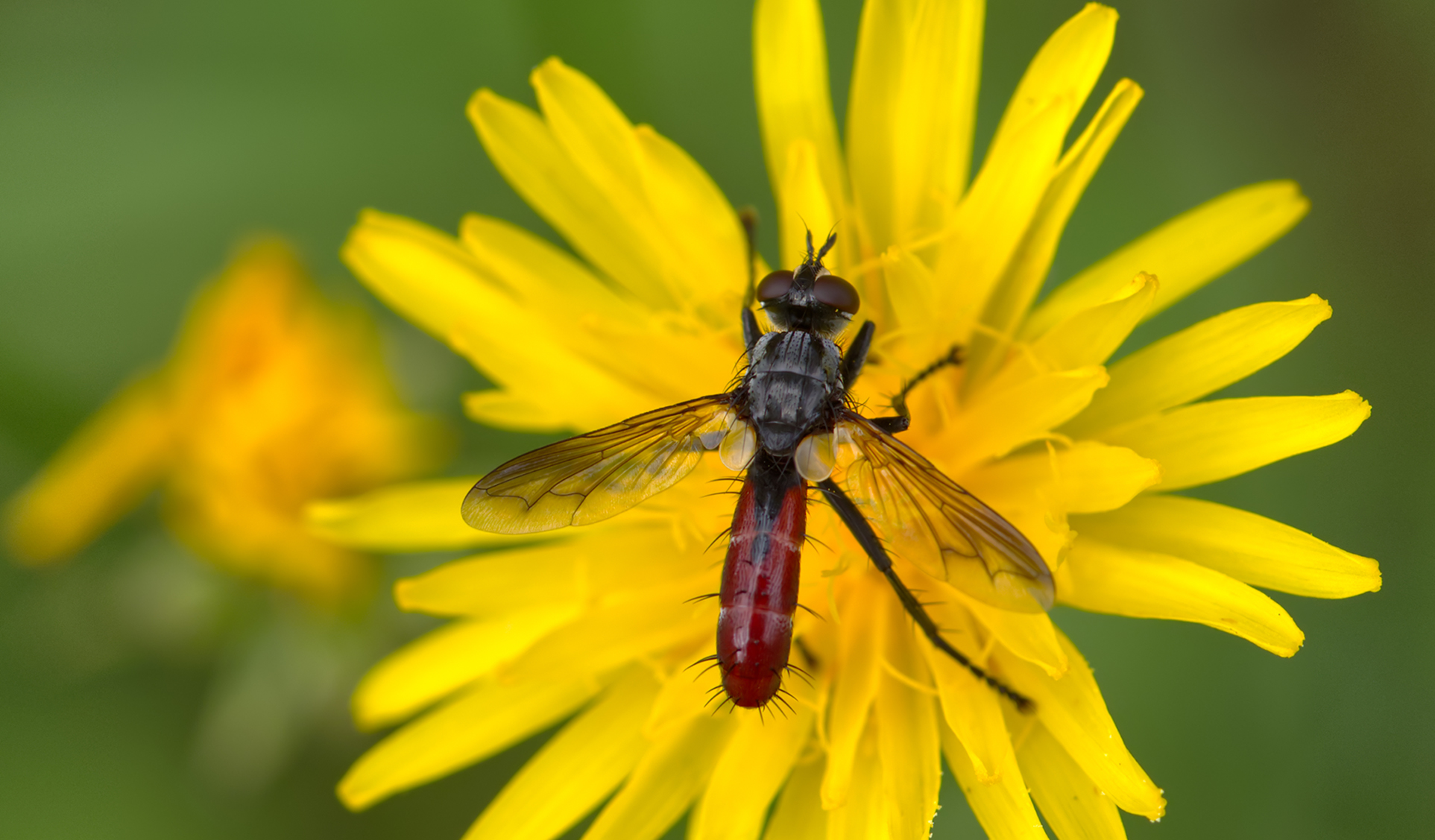 Raupenfliege (Cylindromyia bicolor)