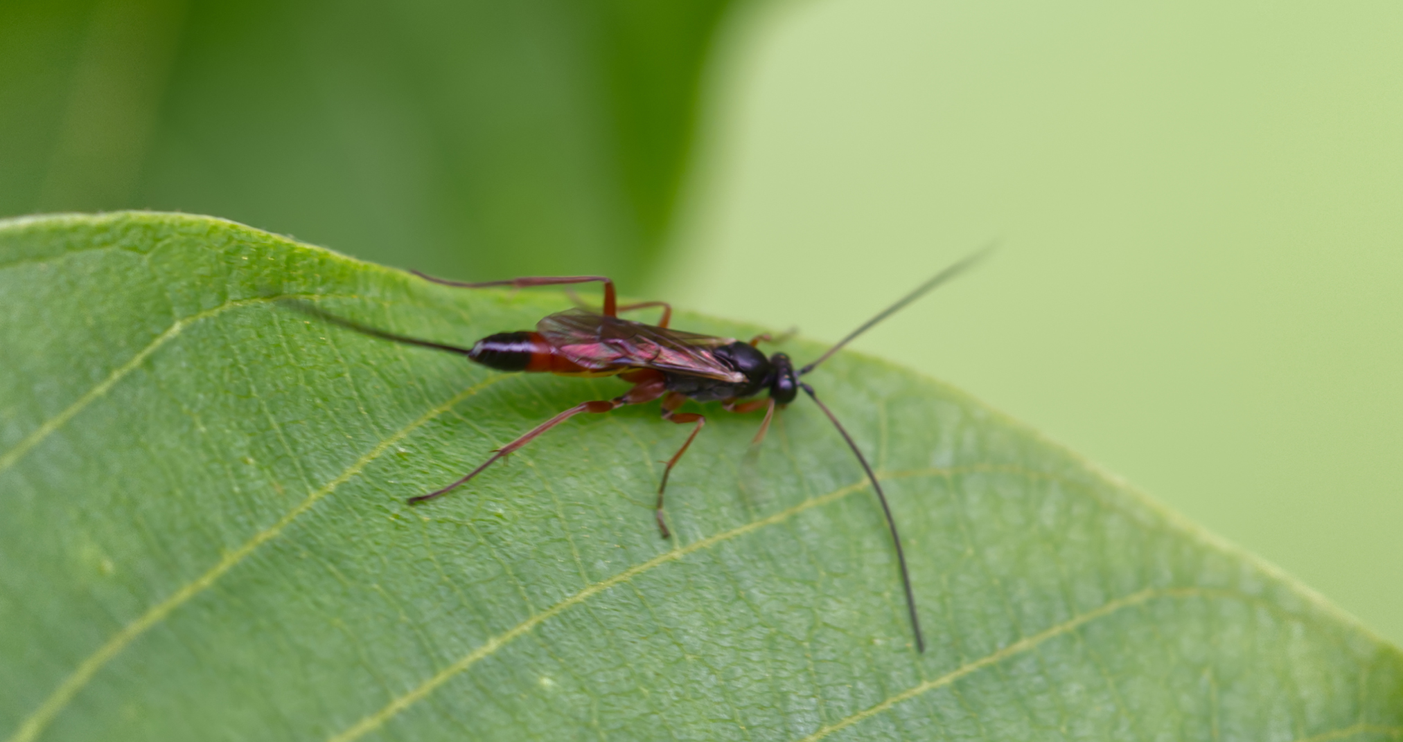 Schlupfwespe (Ctenichneumon inspector)