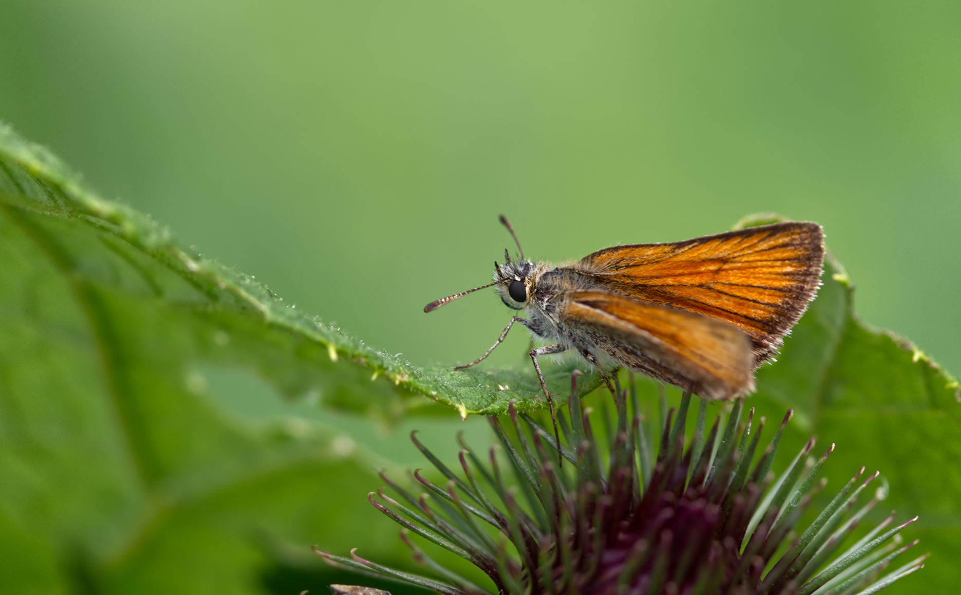 Braunkolbiger Dickkopffalter (Thymelicus sylvestris)