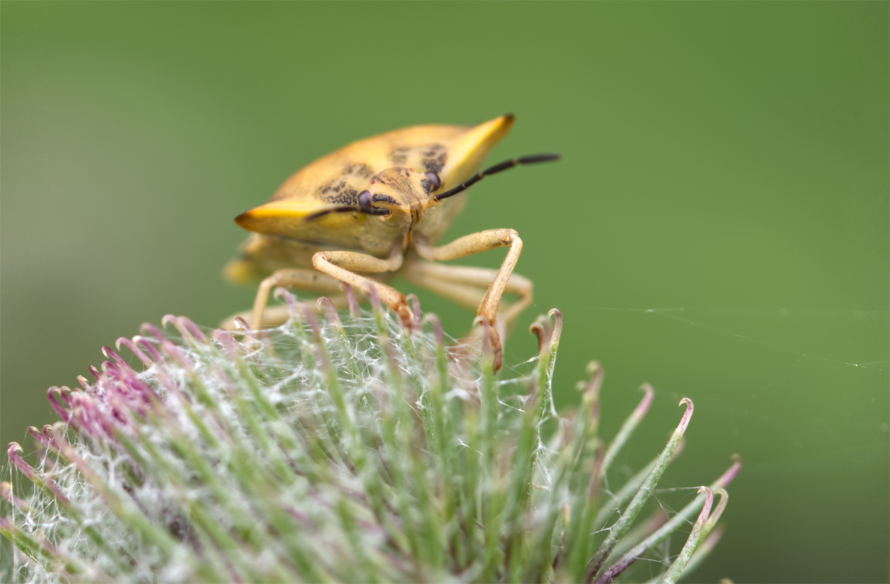 Getreidewanze (Aelia acuminata)