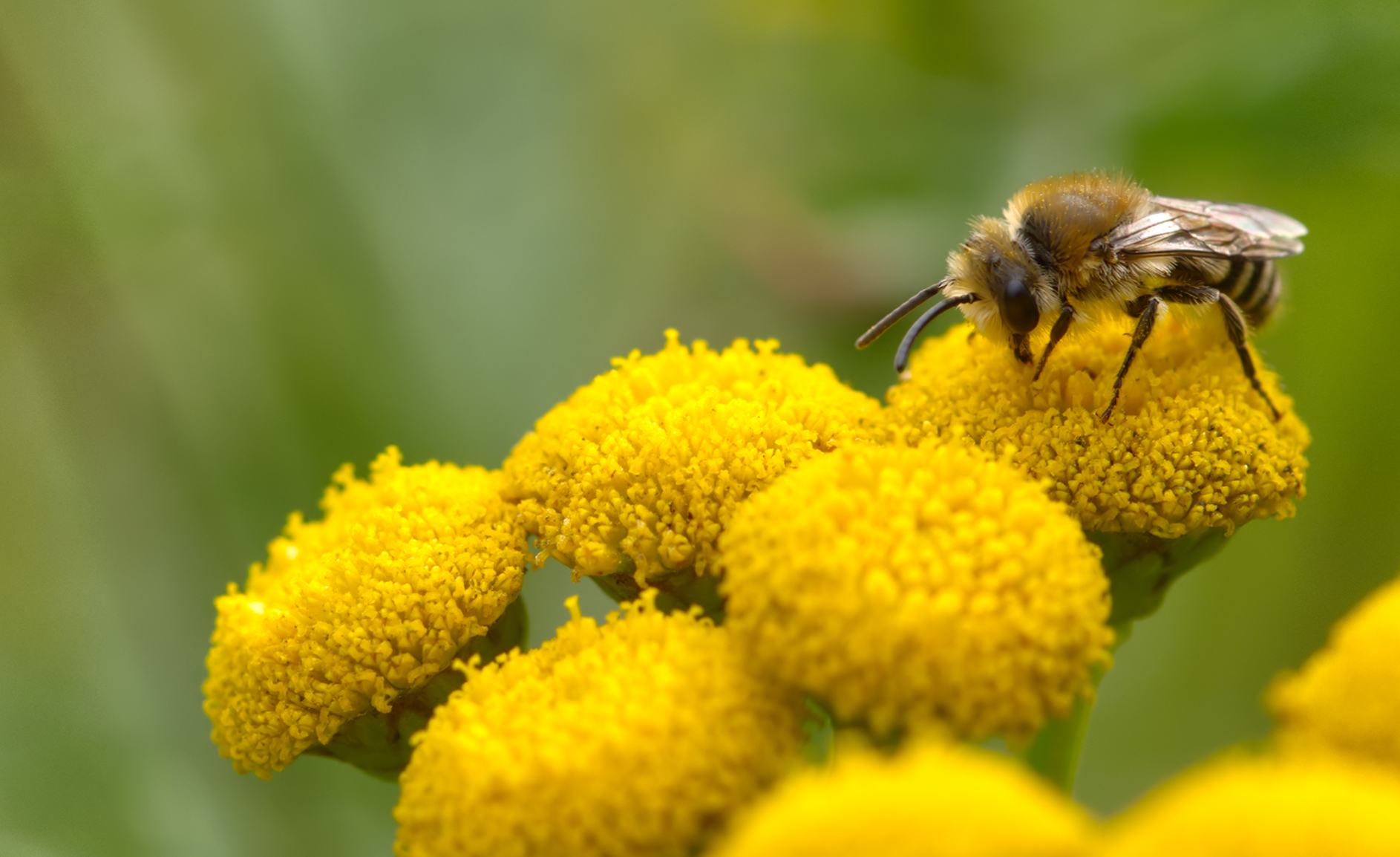 Schwarzbeinige Körbchensandbiene (Andrena propinqua)