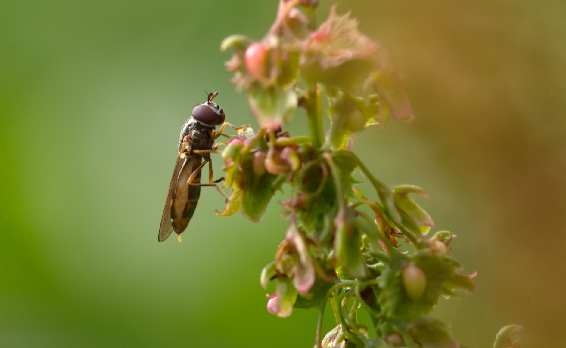 Glänzende Schwarzkopfschwebfliege (Melanostoma mellinum)