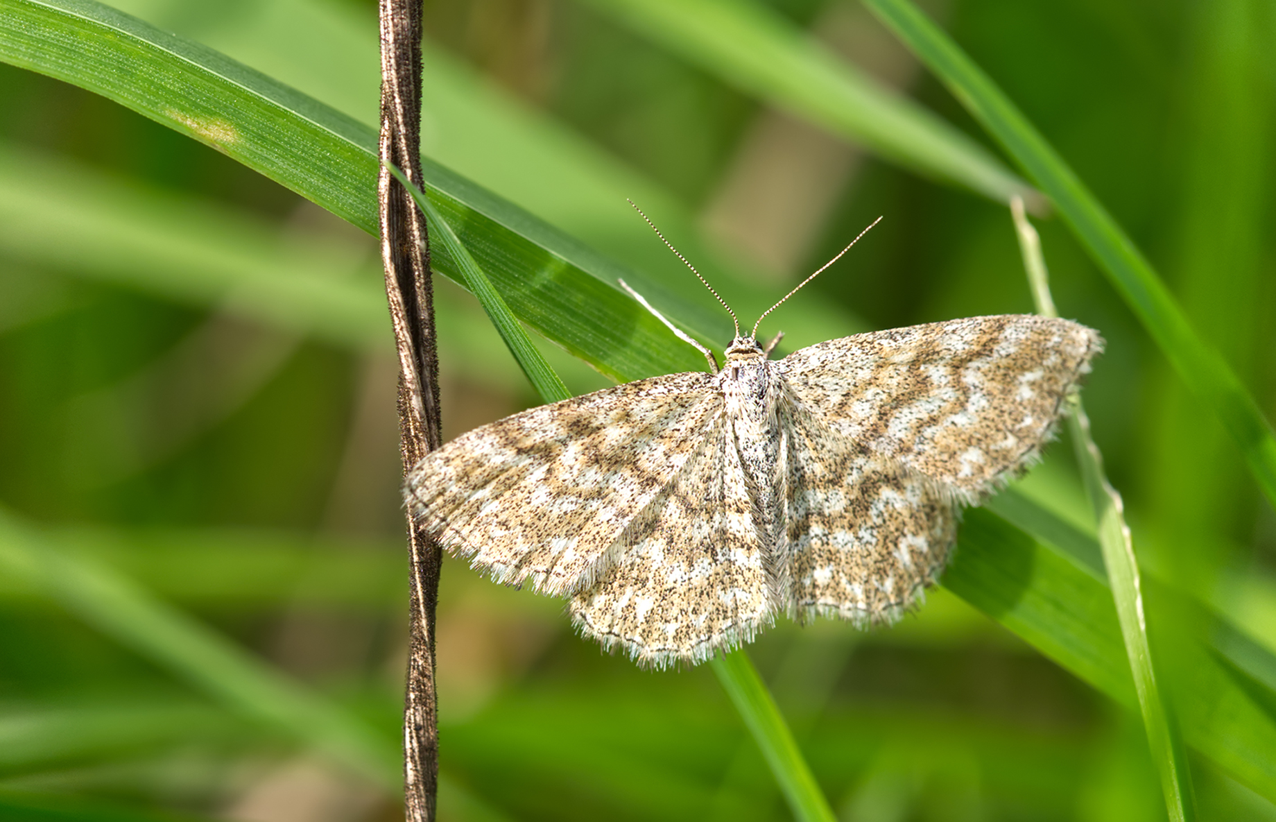 Marmorierter Kleinspanner (Scopula immorata)