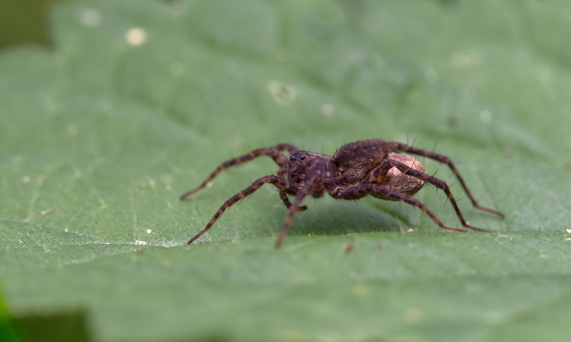 Dunkle Wolfspinne02 (Pardosa amentata)