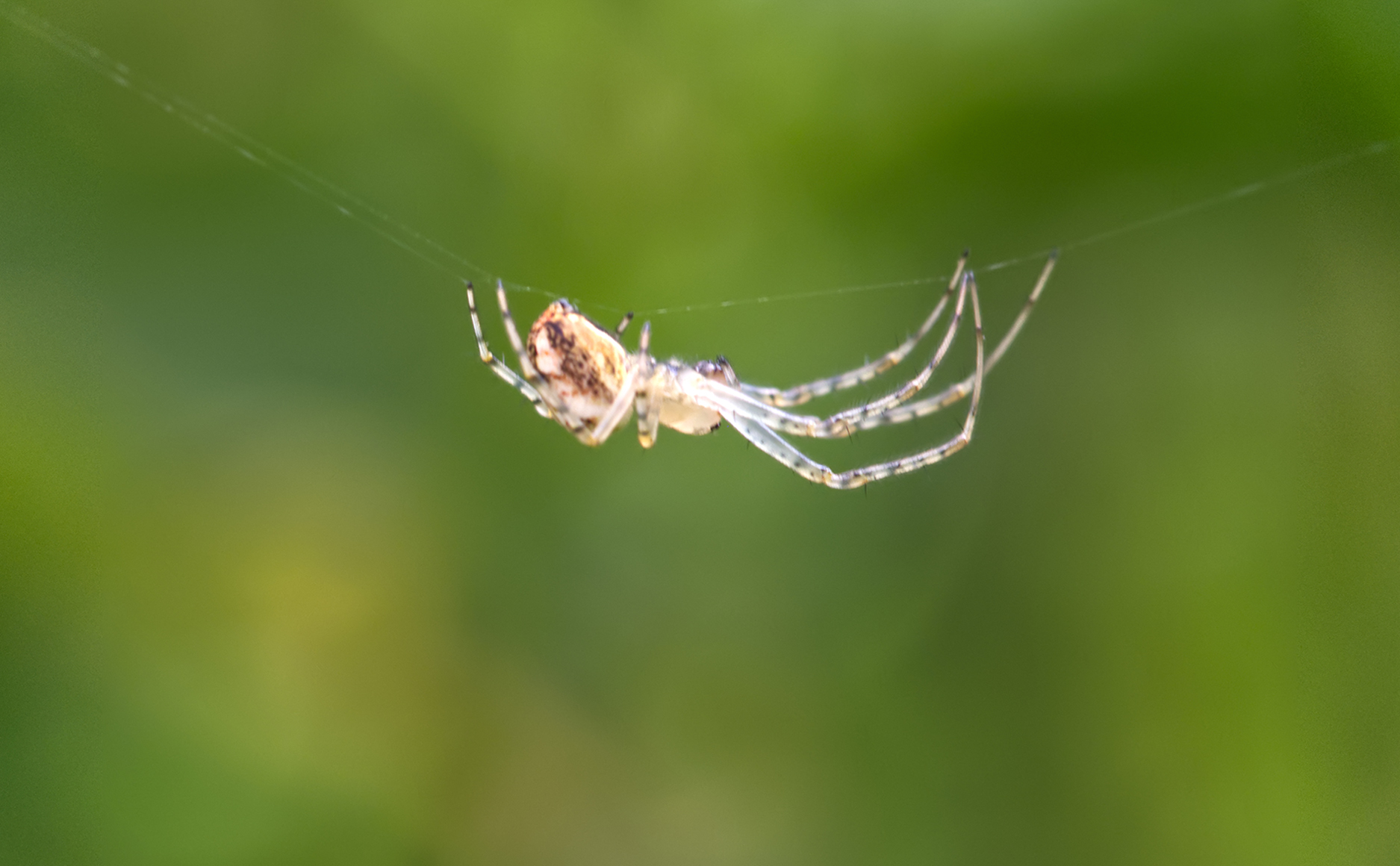 Echte Herbstspinne (Metellina segmentata)