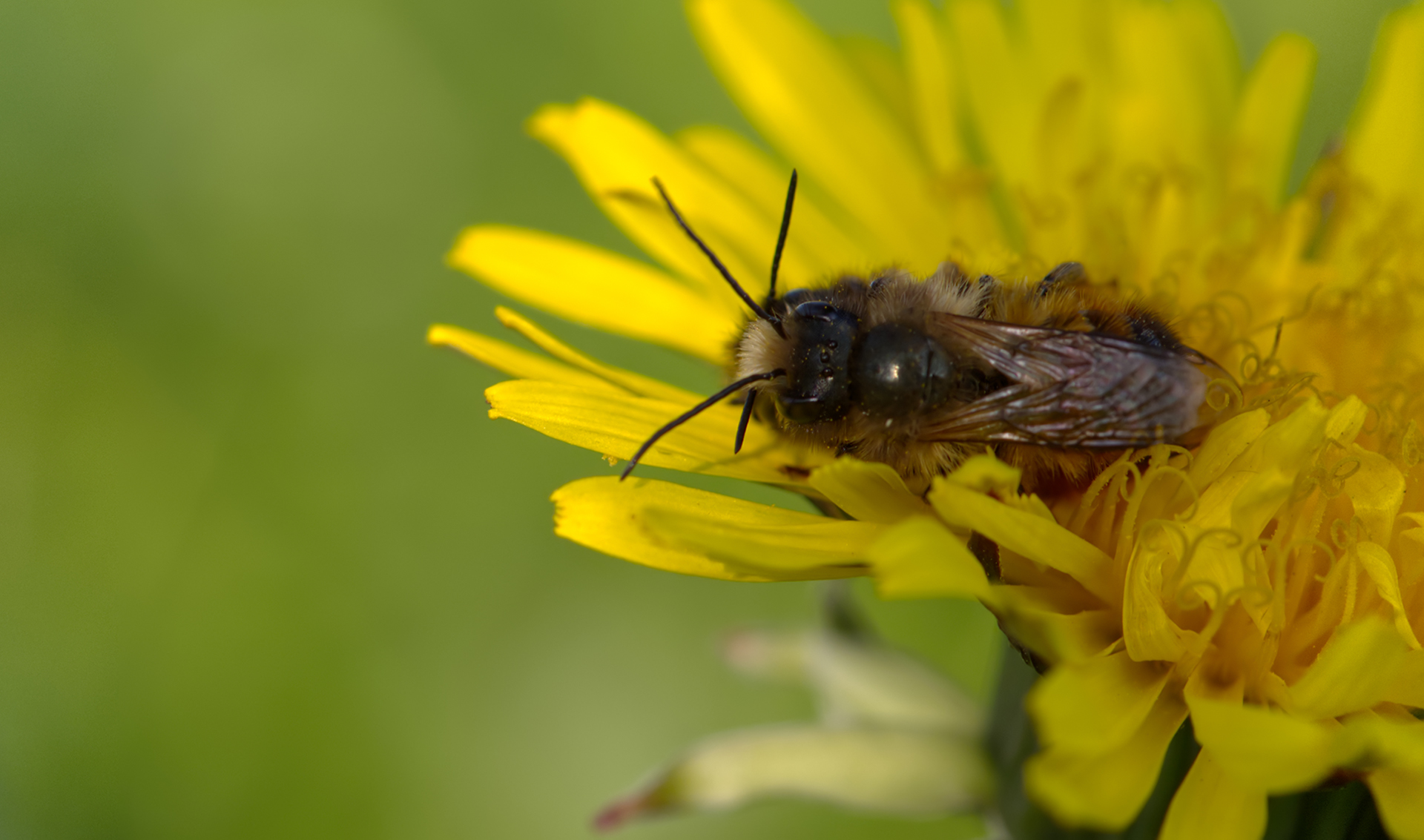 Frühlings-Pelzbiene (Anthophora plumipes) - Paarung
